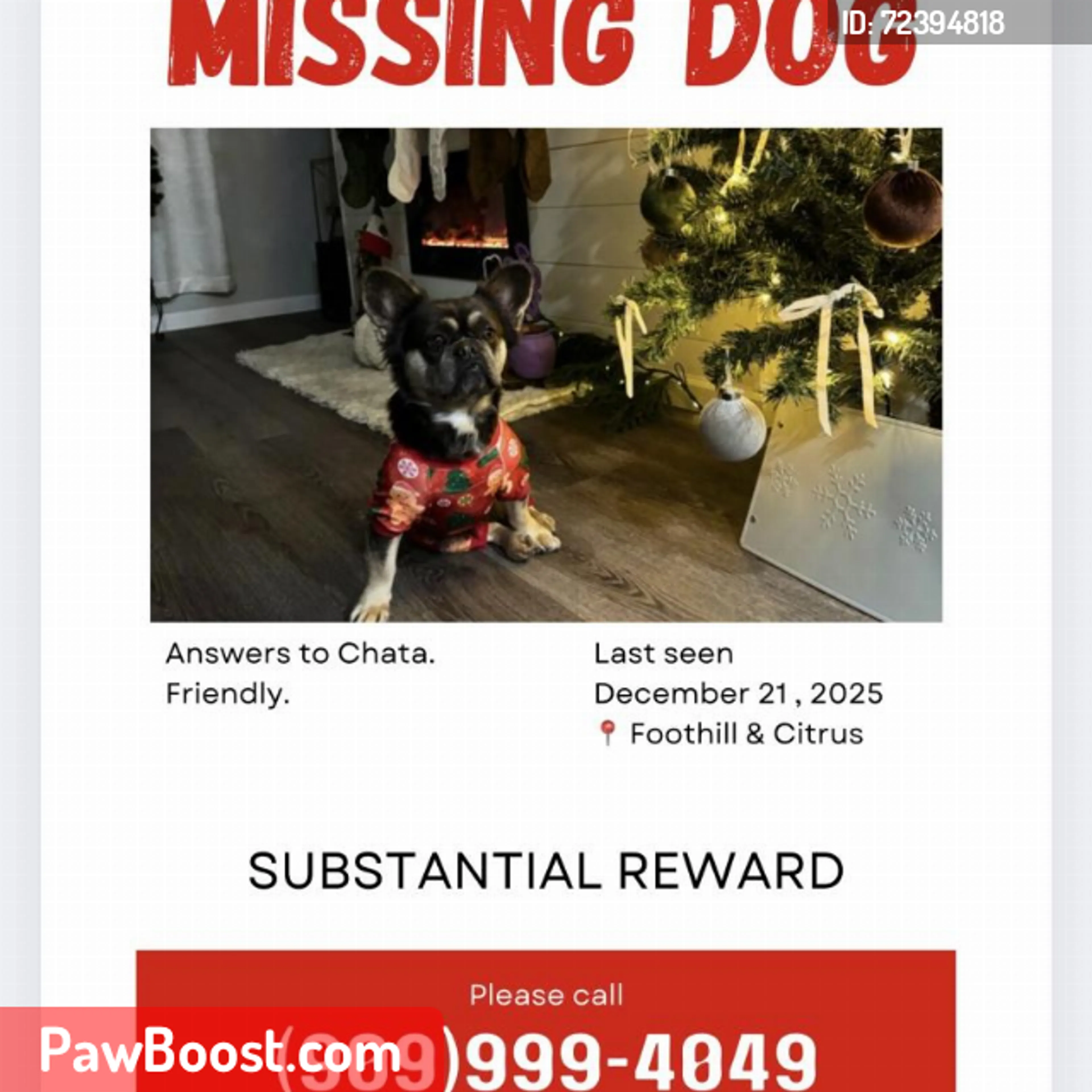 Lost pet