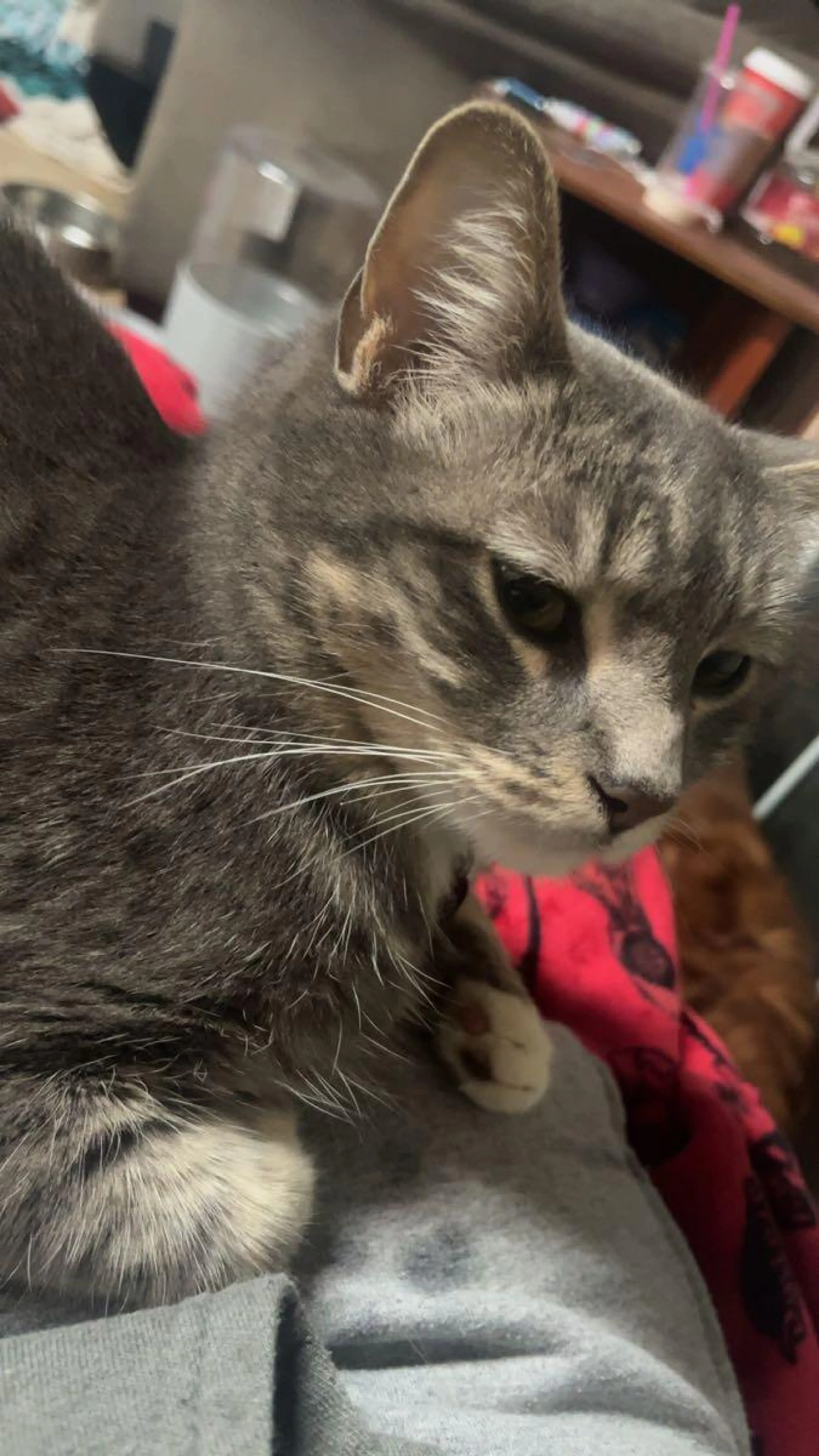 Lost pet