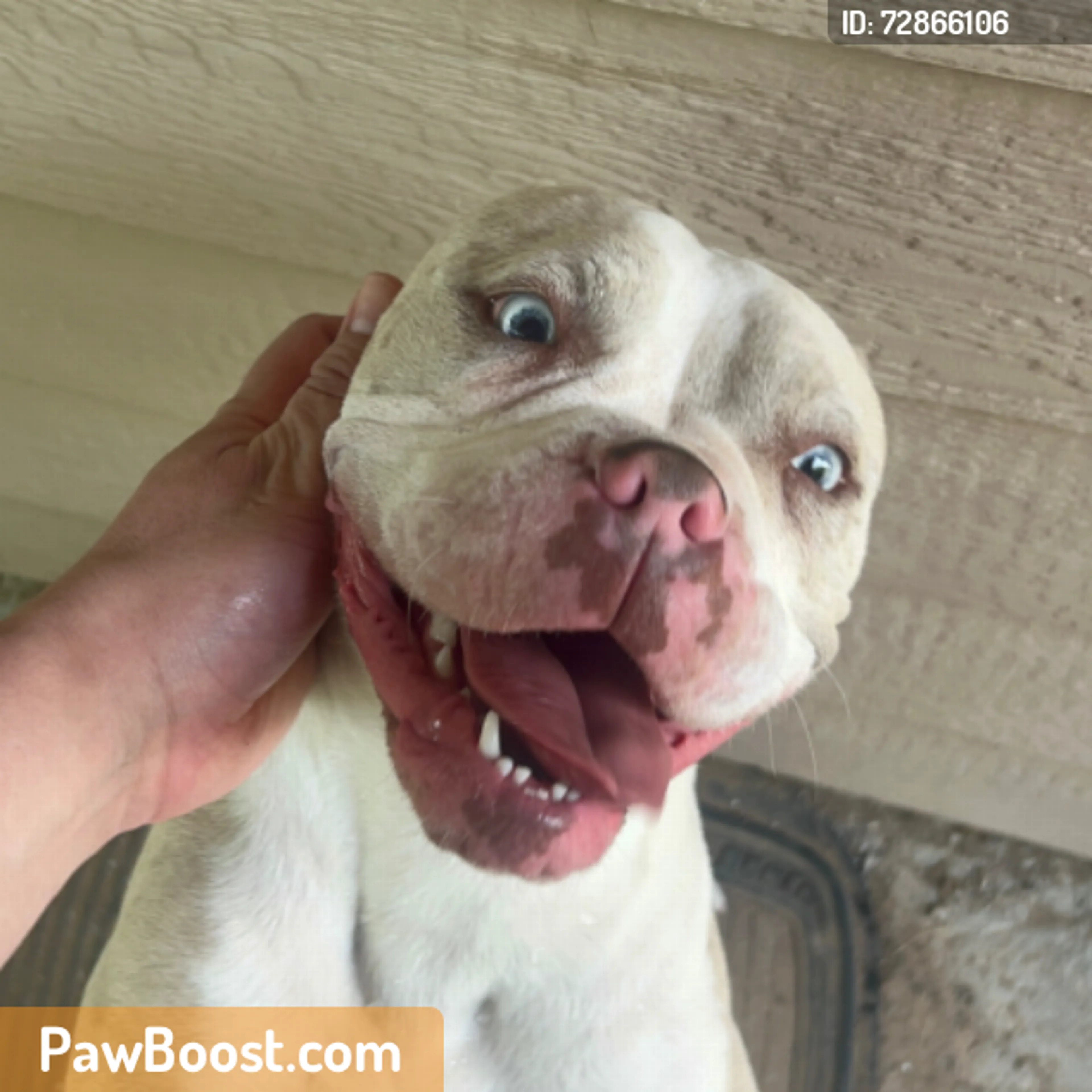 Found pet