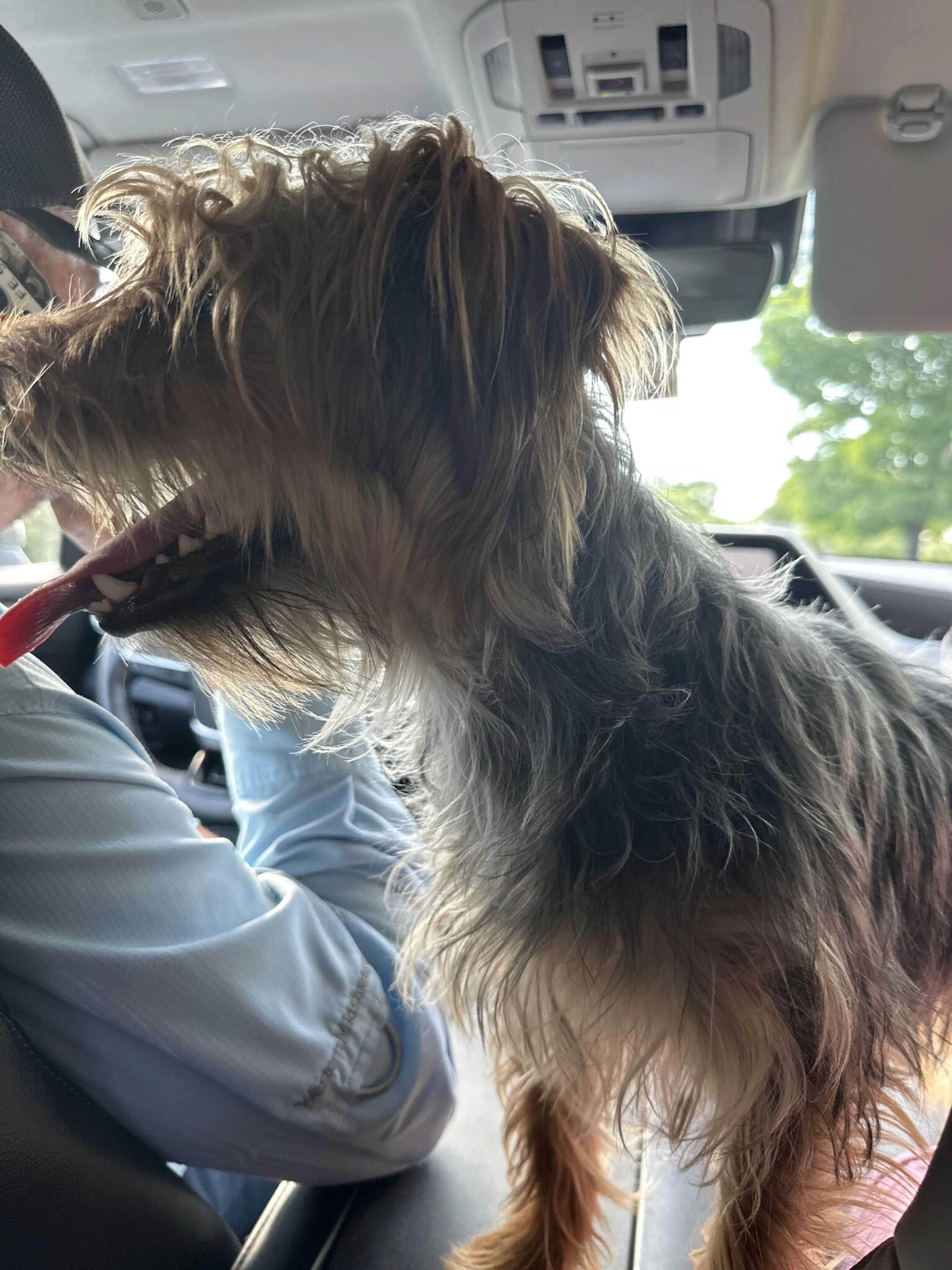 Found pet