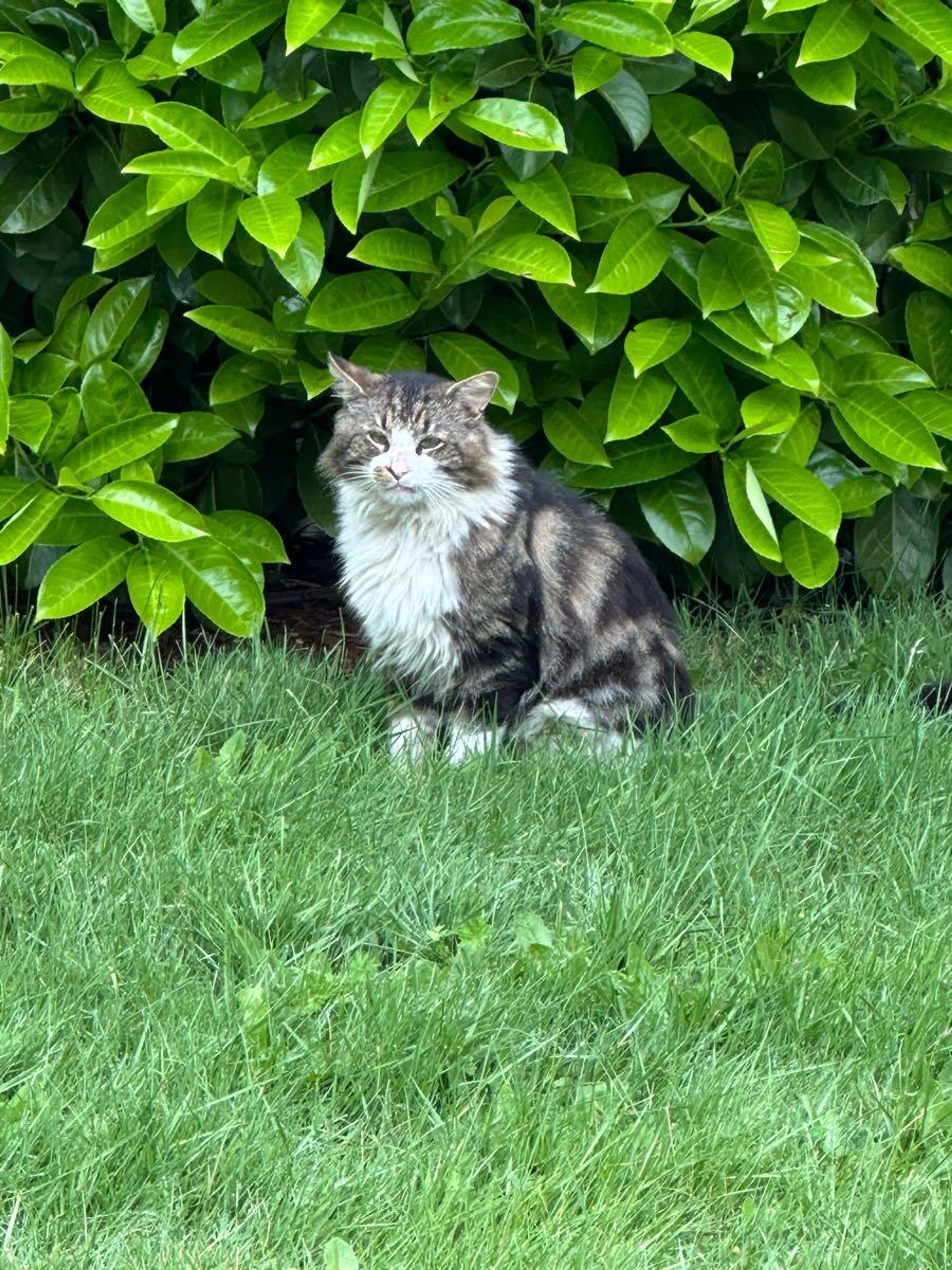 Found pet