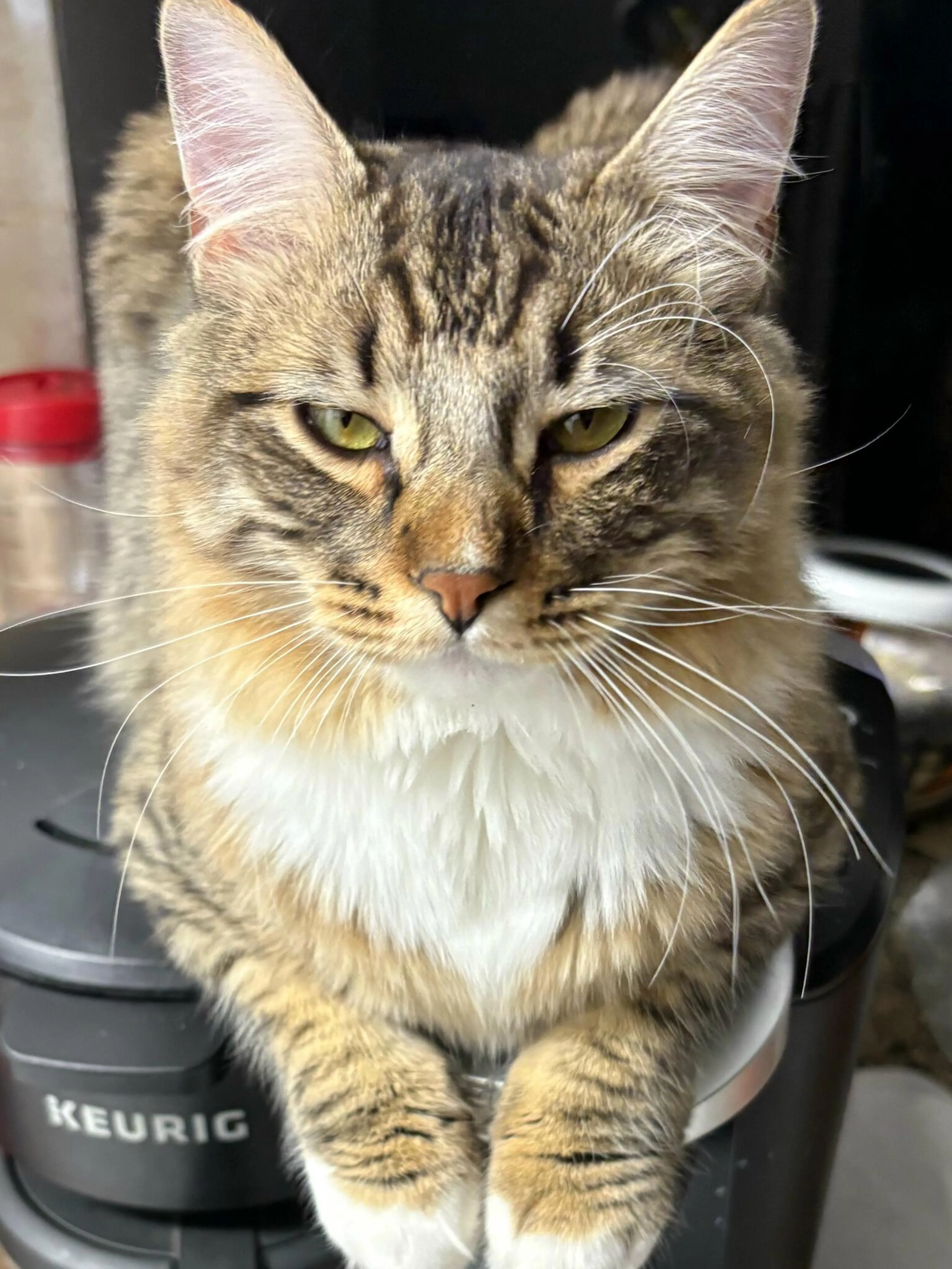 Lost pet