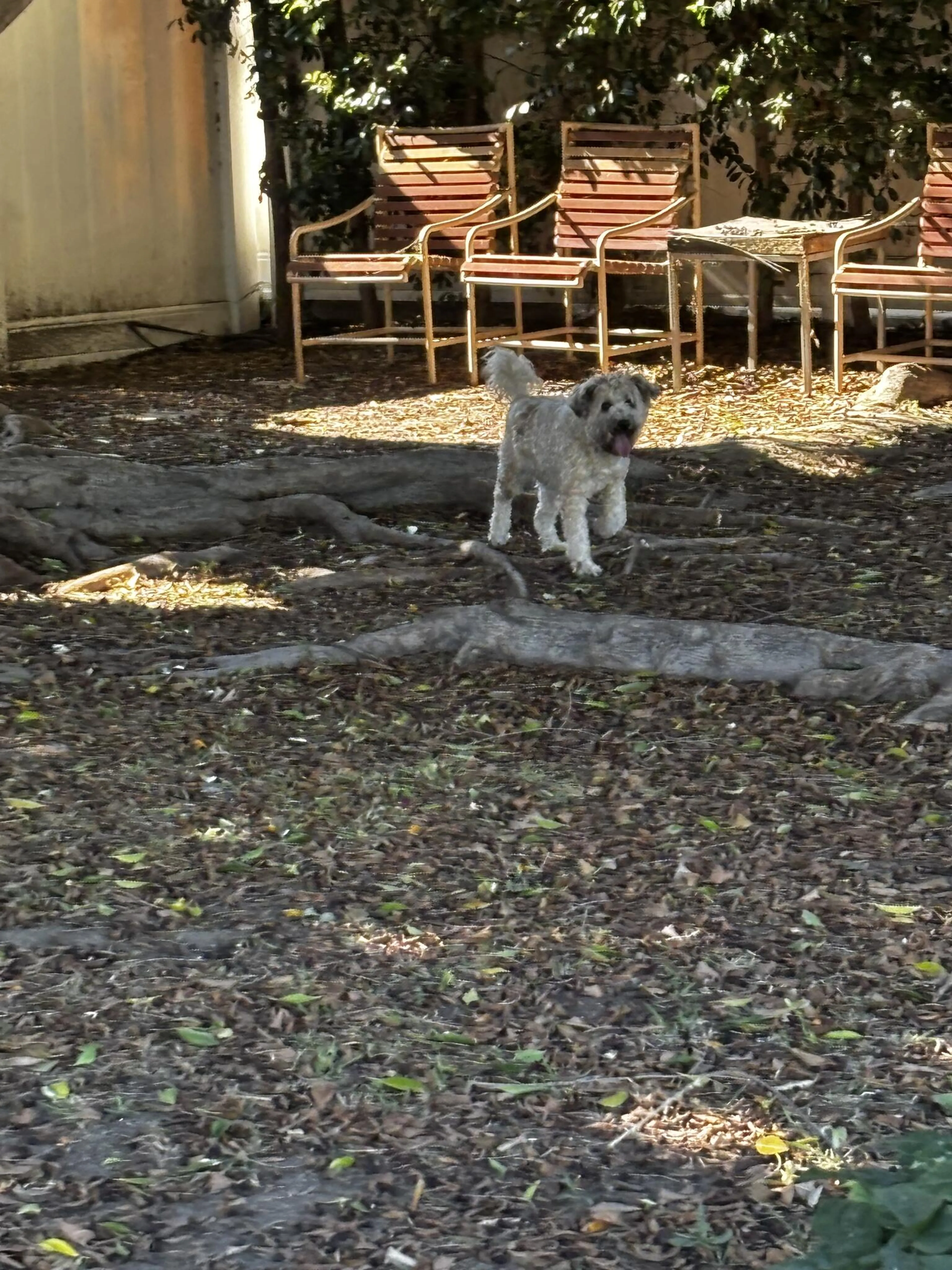 Found pet
