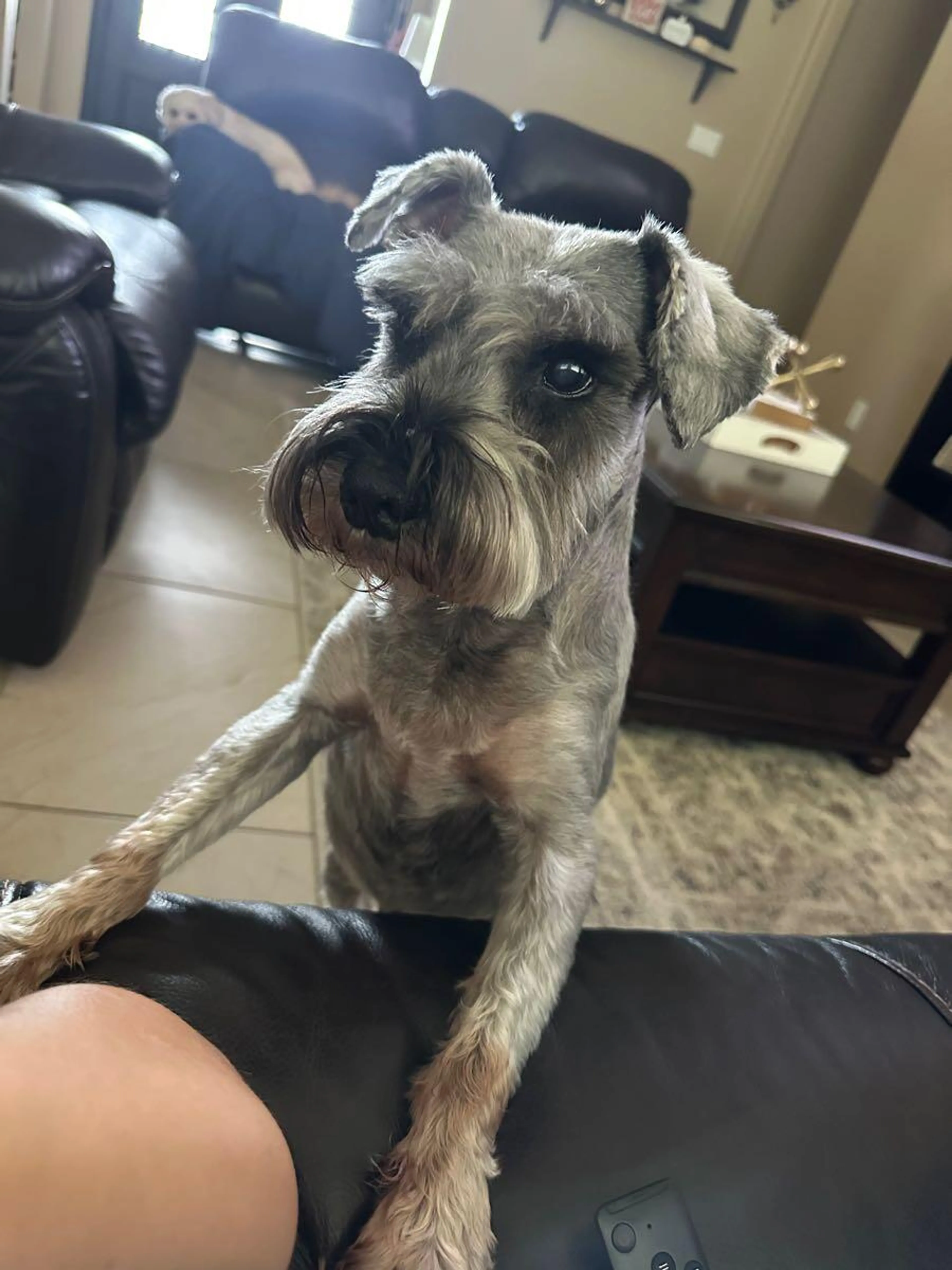 Lost pet