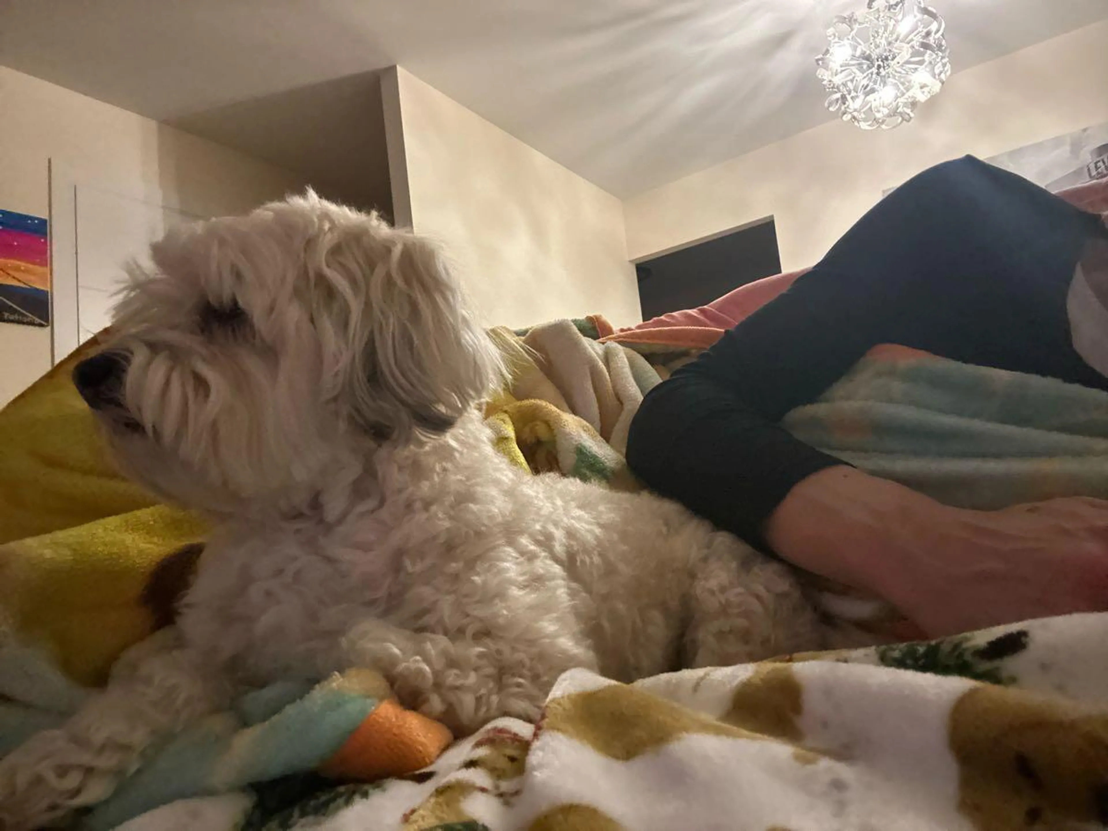 Lost pet