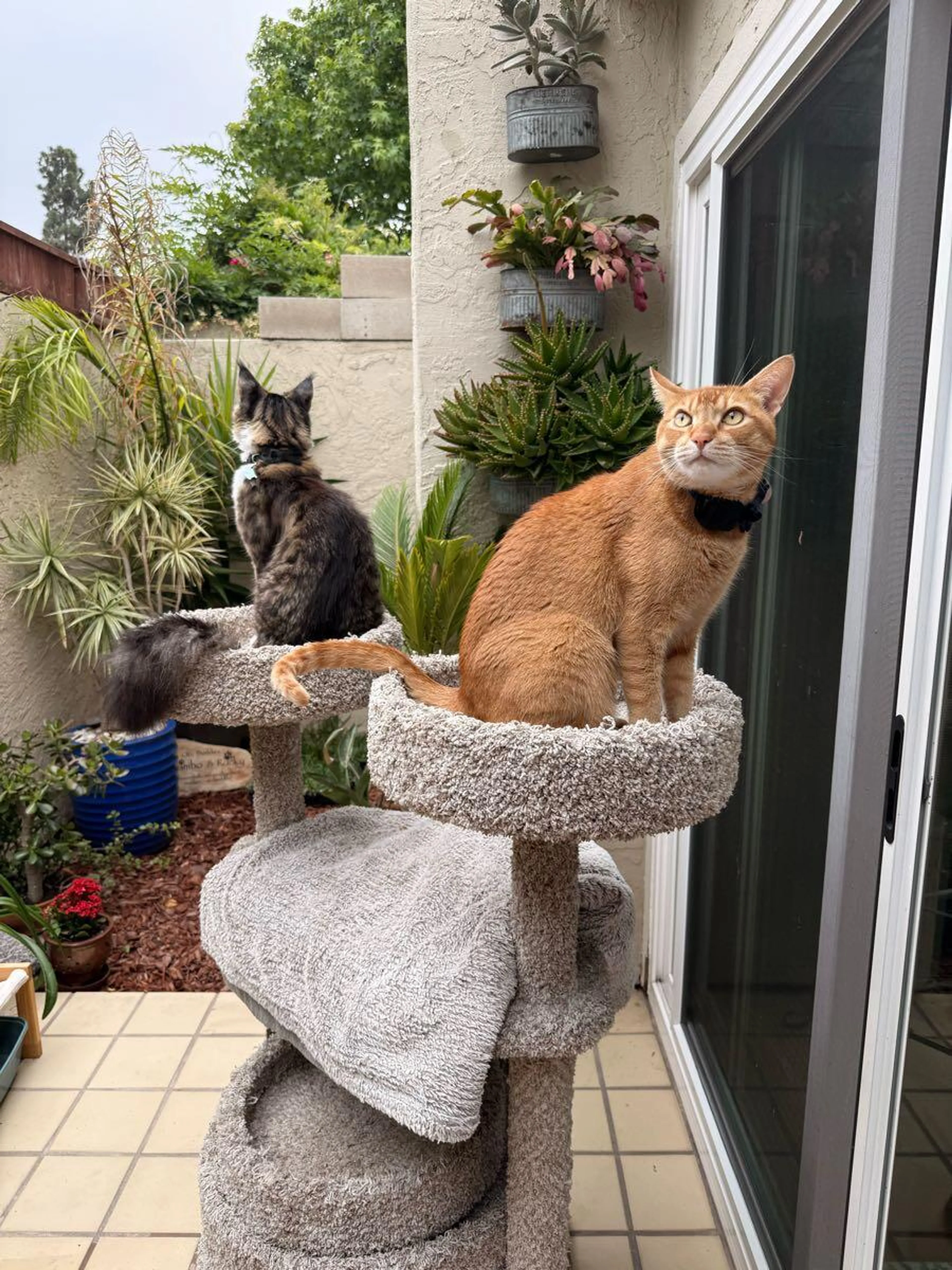 Lost pet