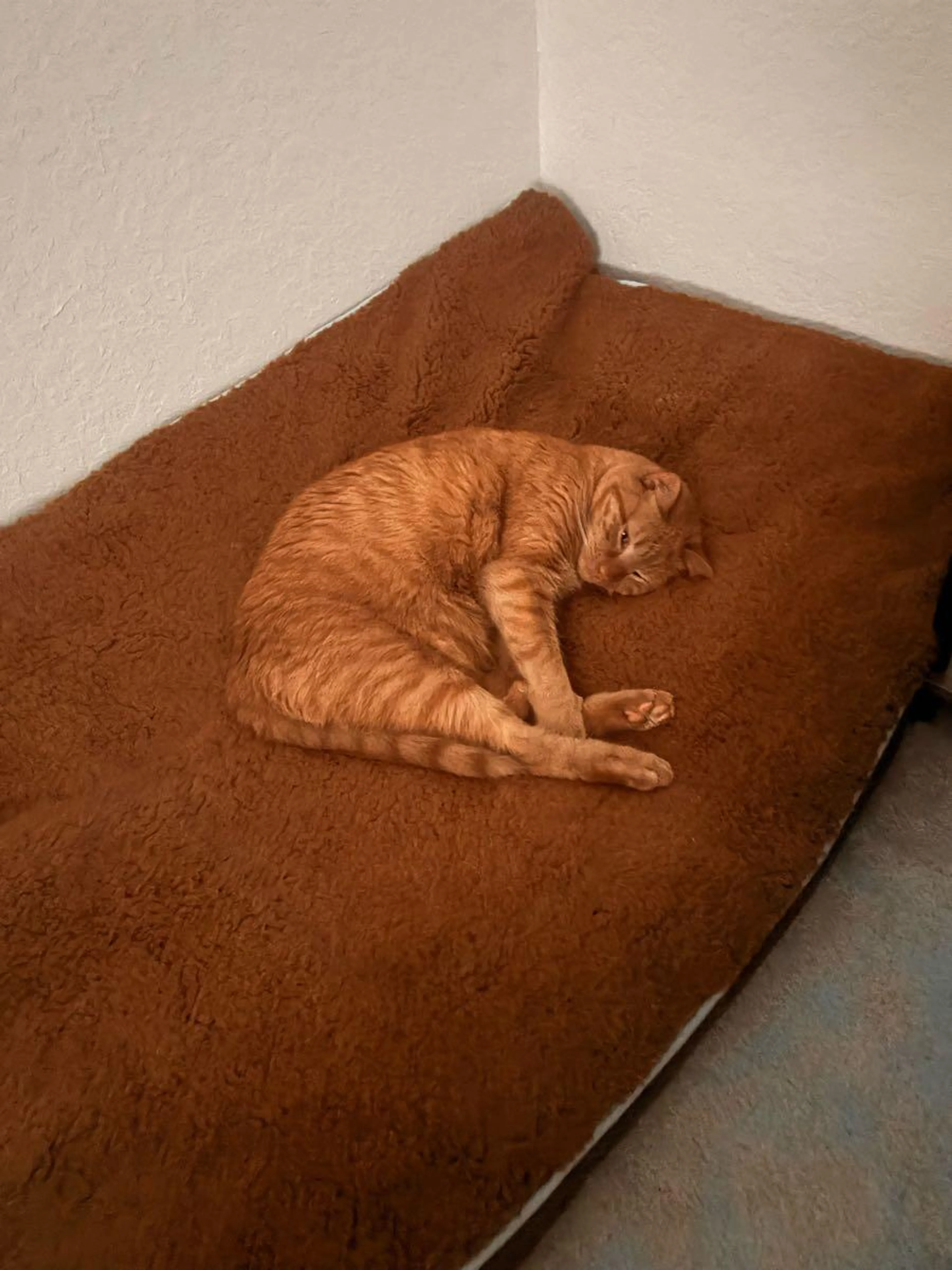 Lost pet