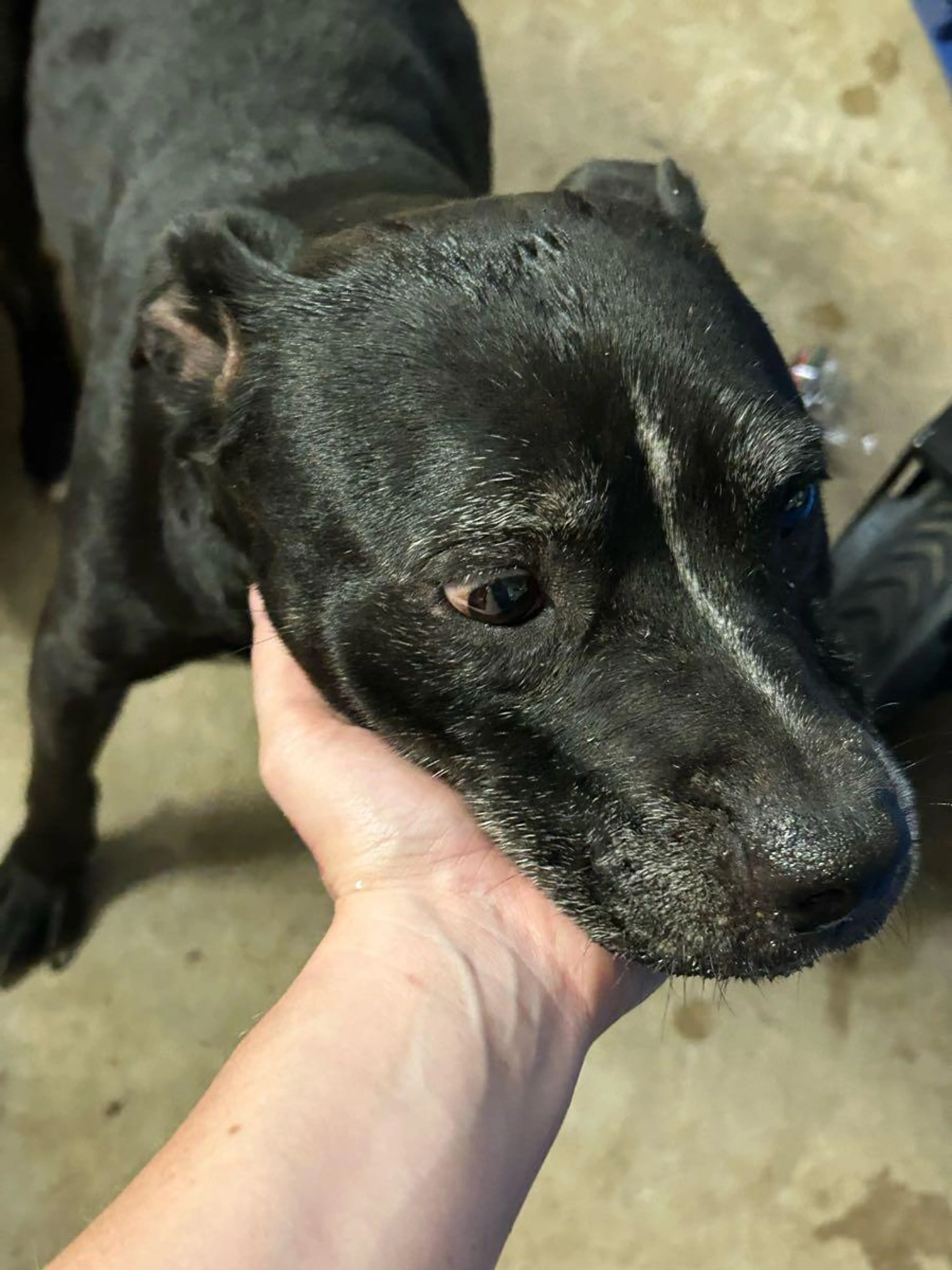 Found pet