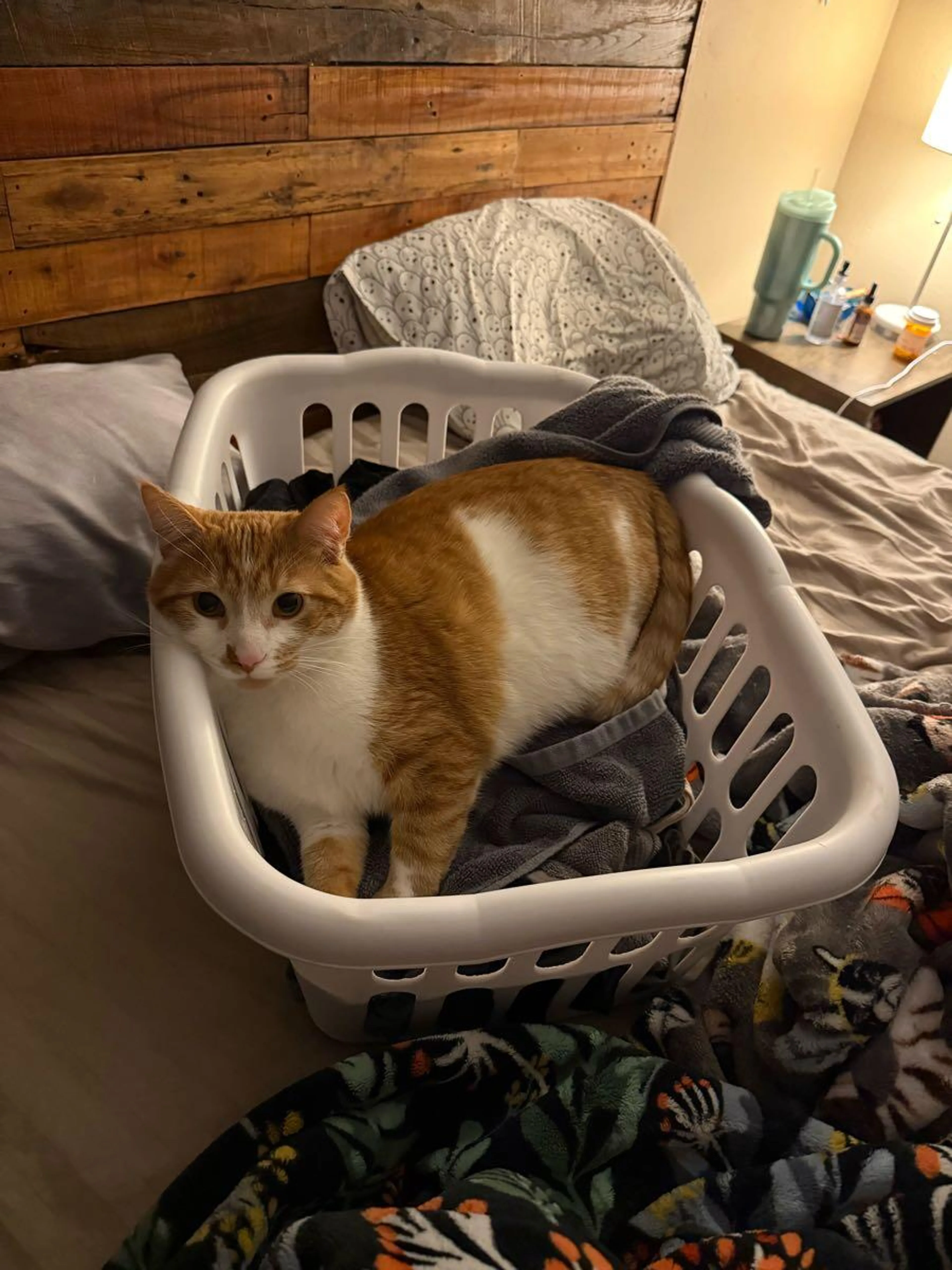 Lost pet