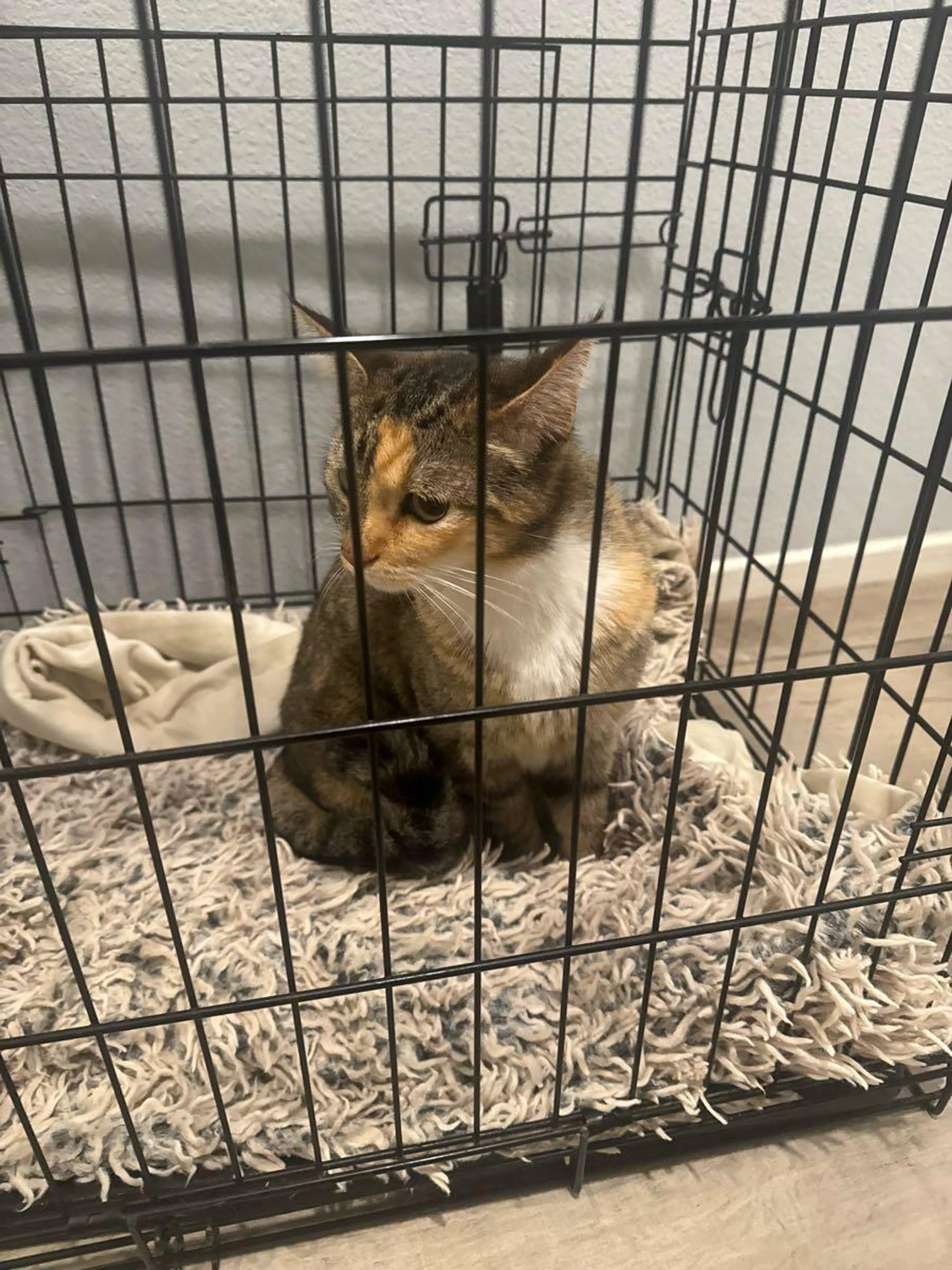 Lost pet