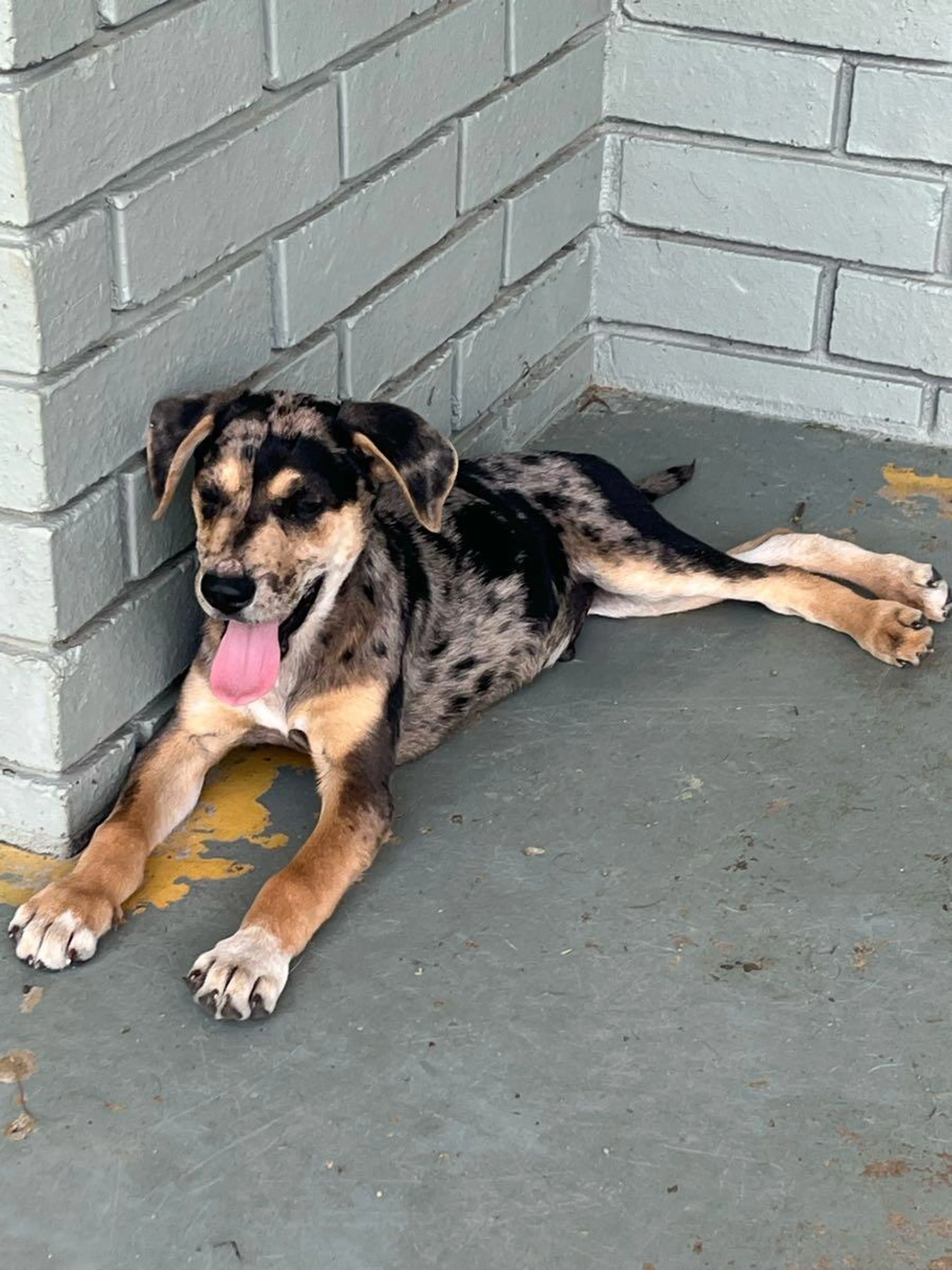Lost pet