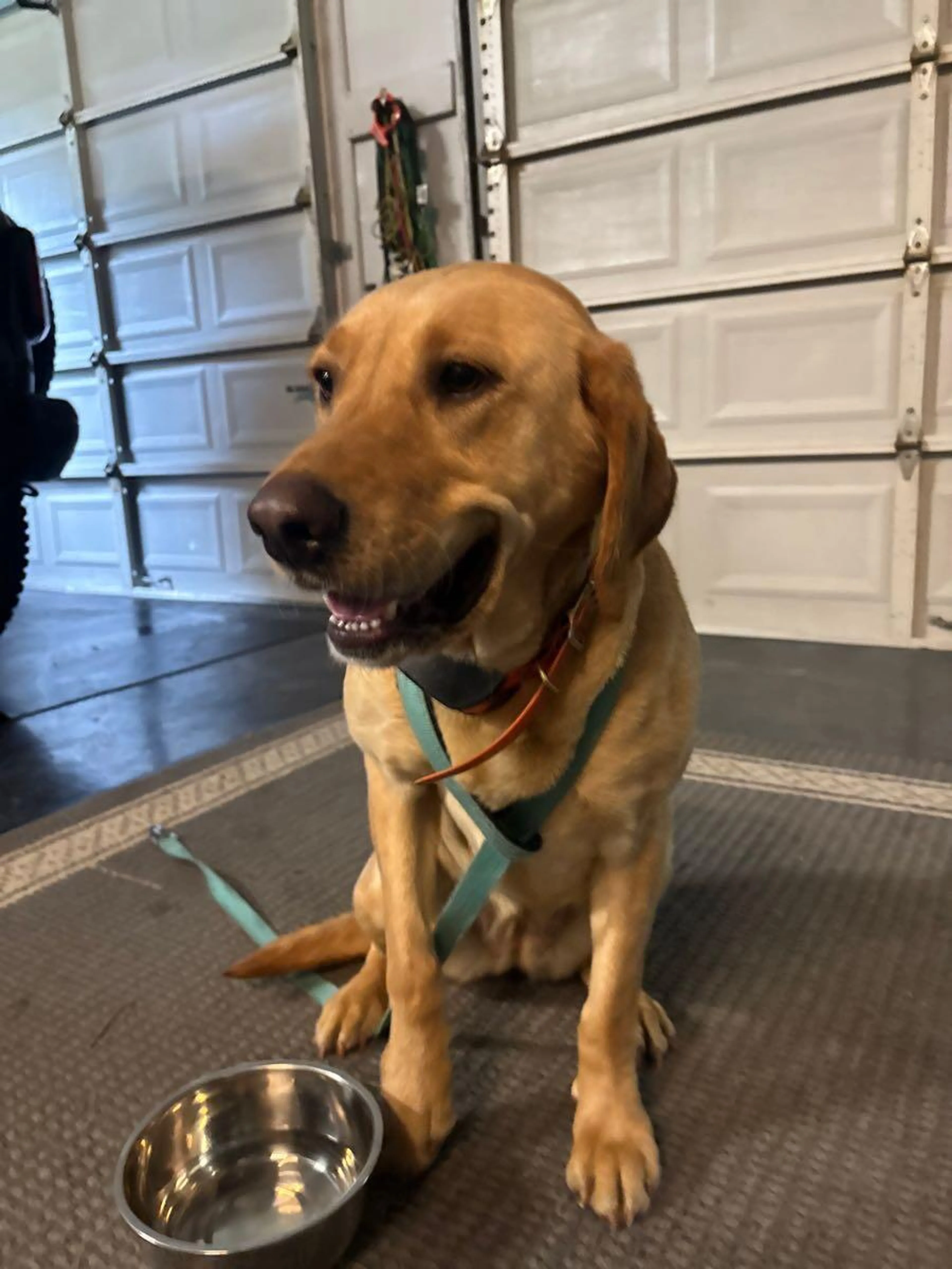 Found pet