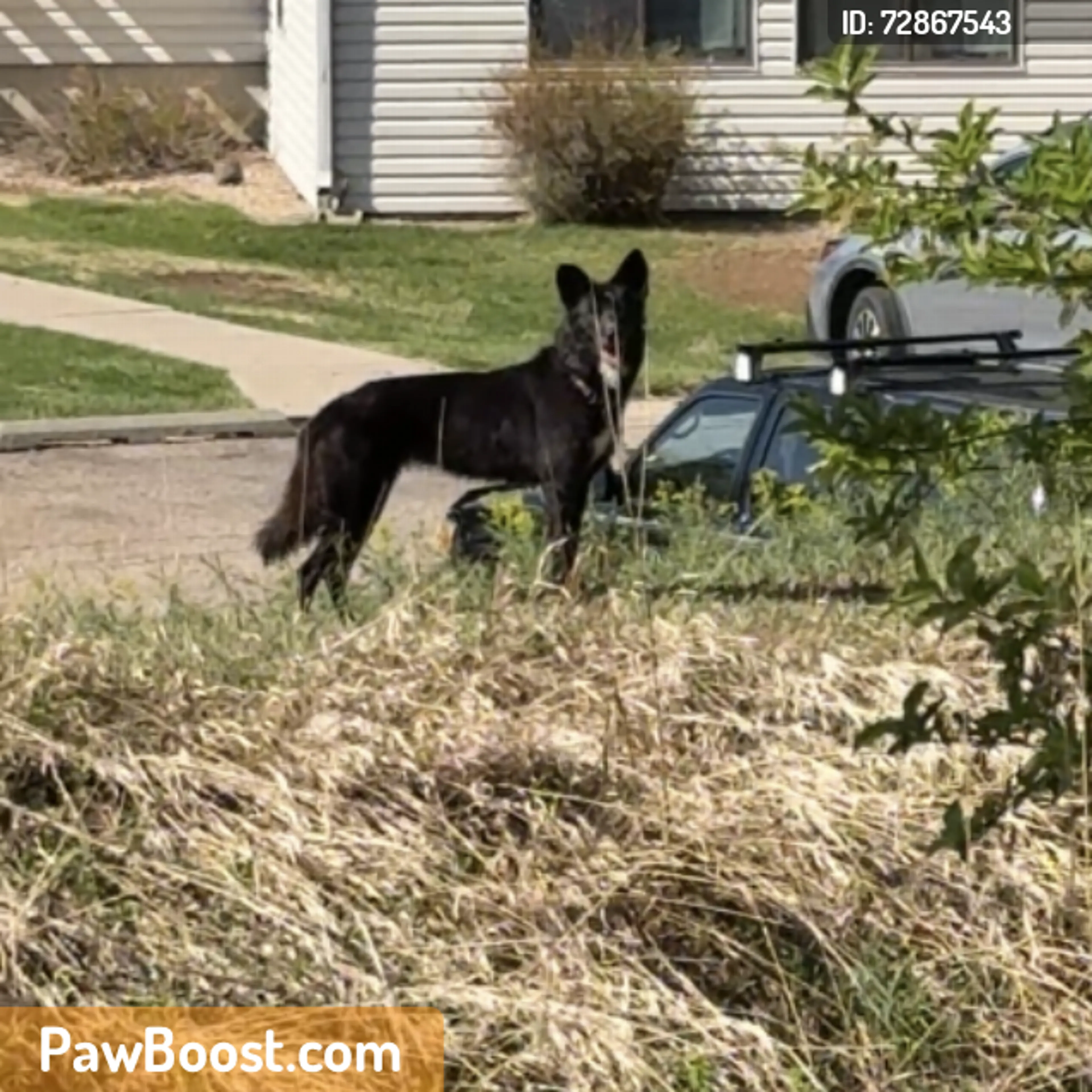 Found pet