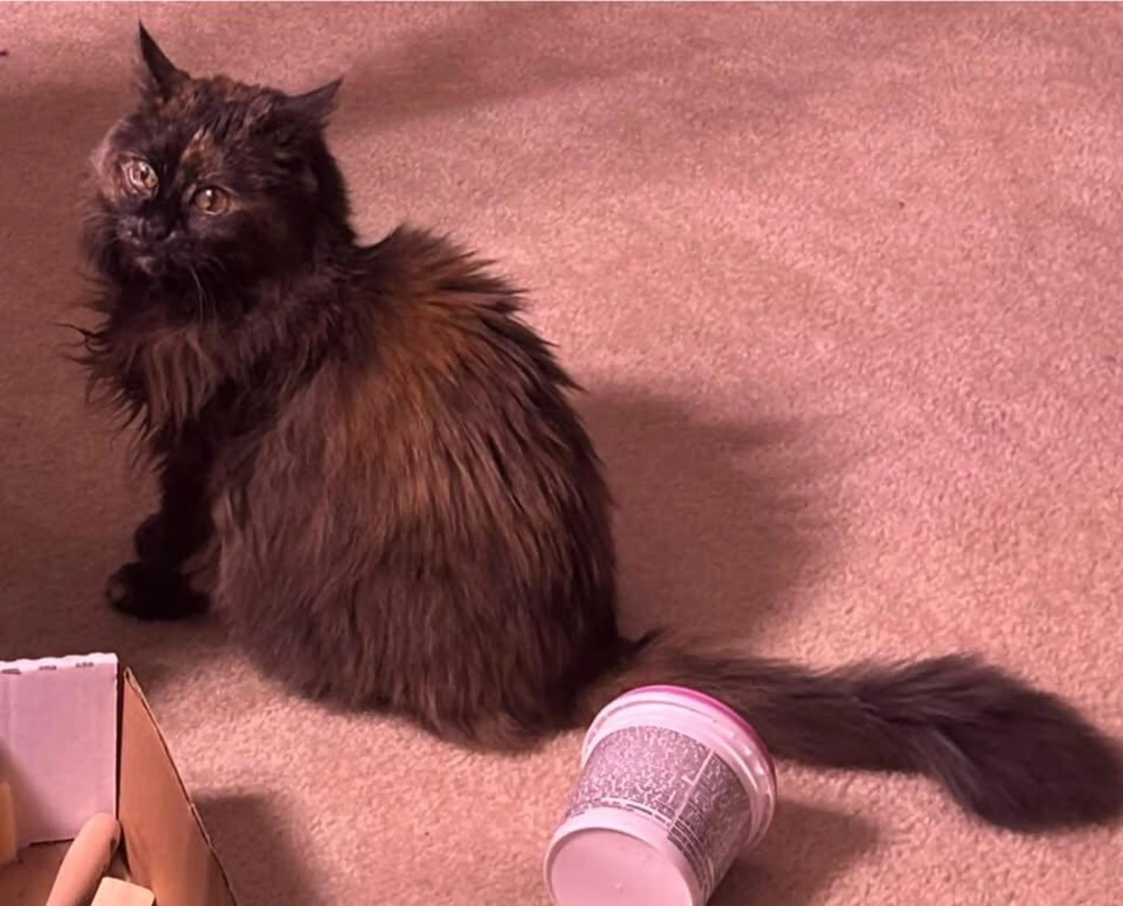 Lost pet