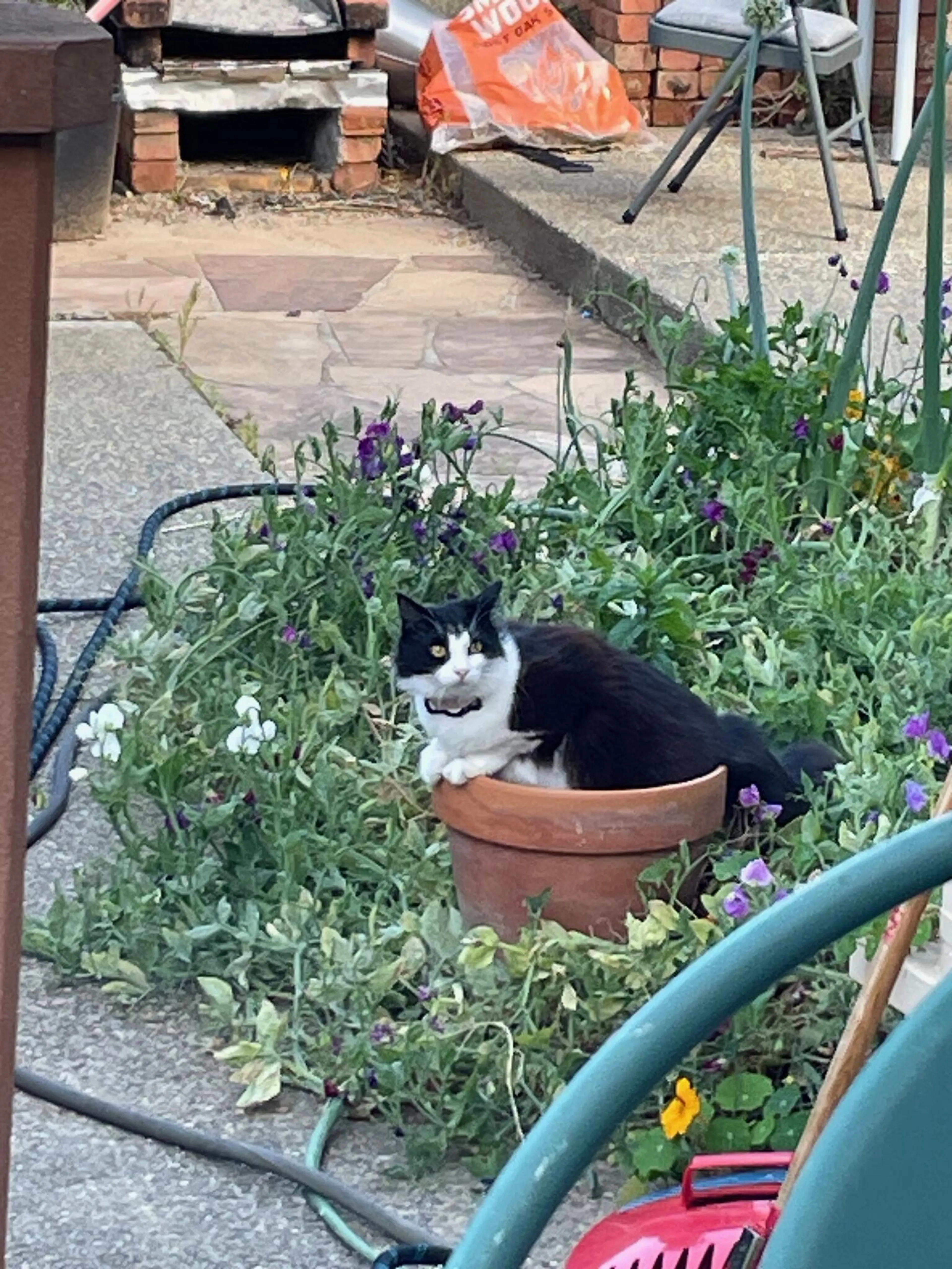 Lost pet