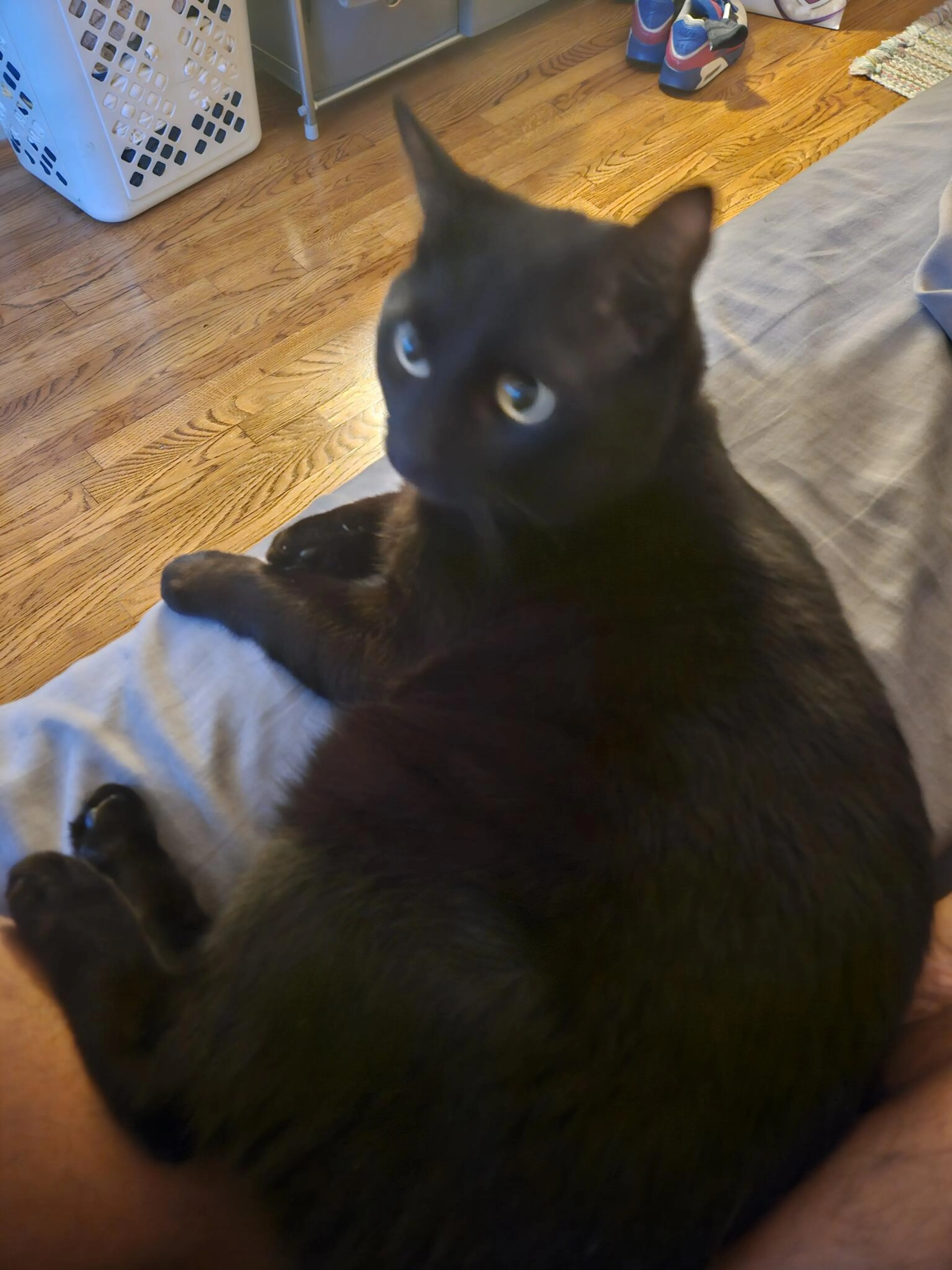 Lost pet