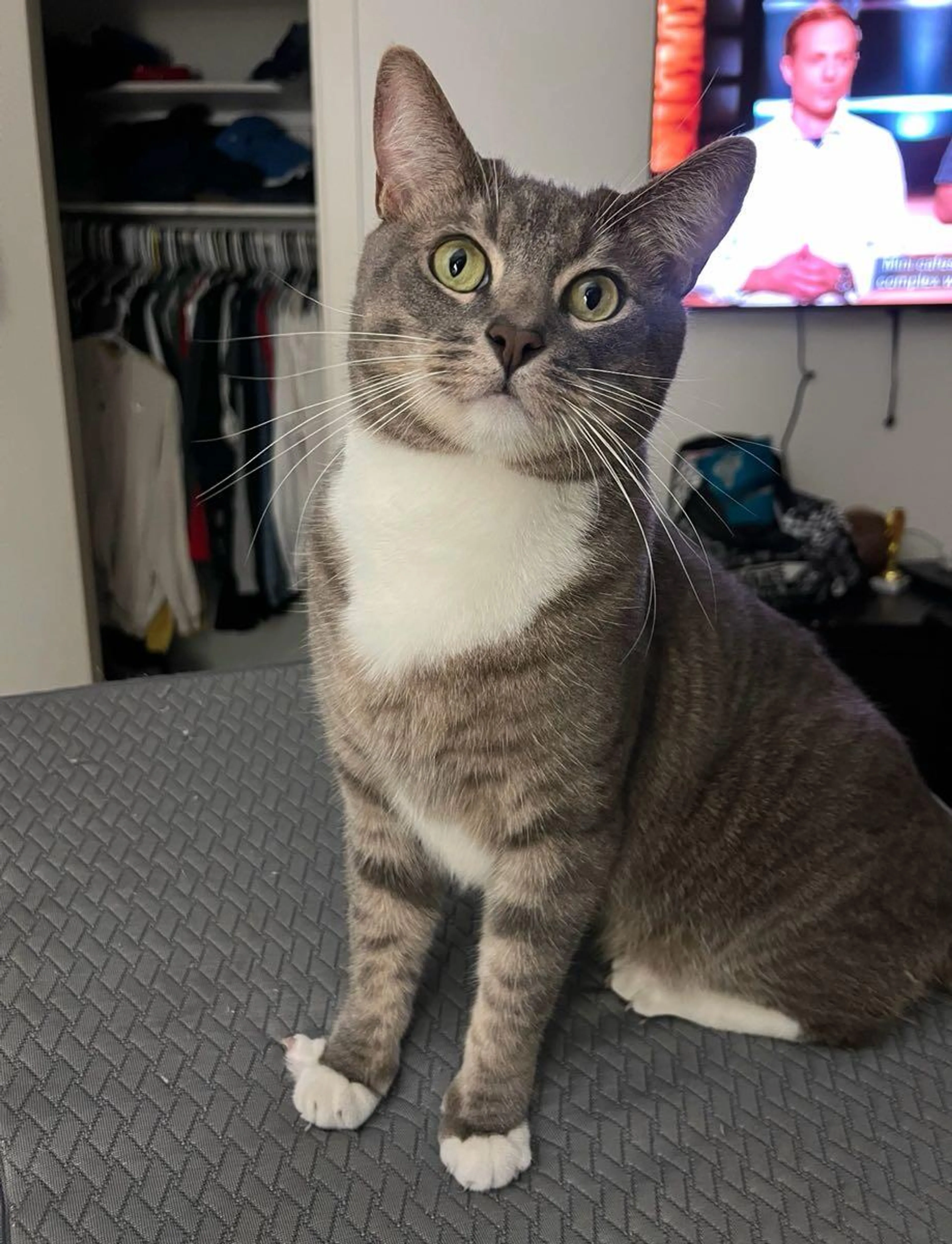 Lost pet