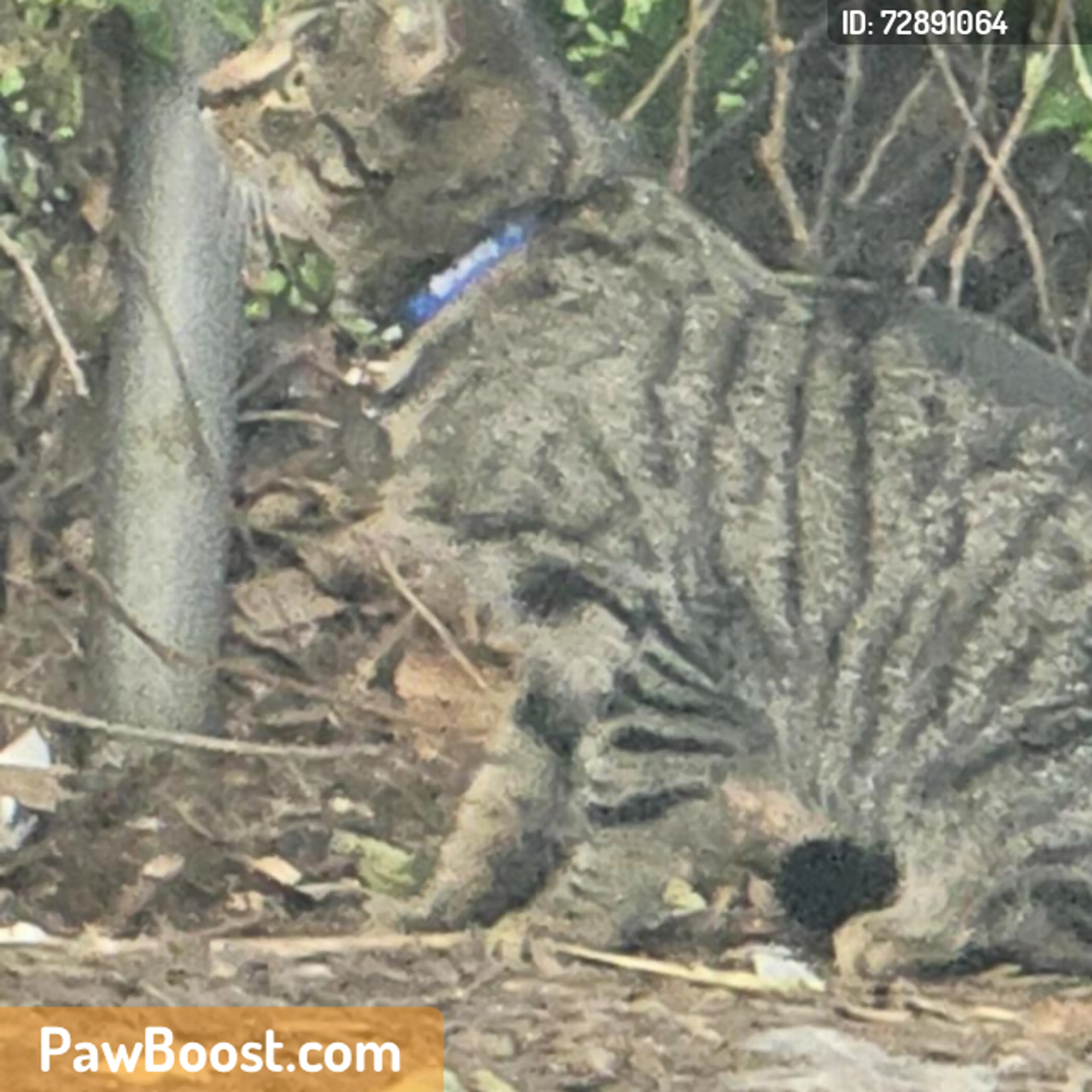 Found pet