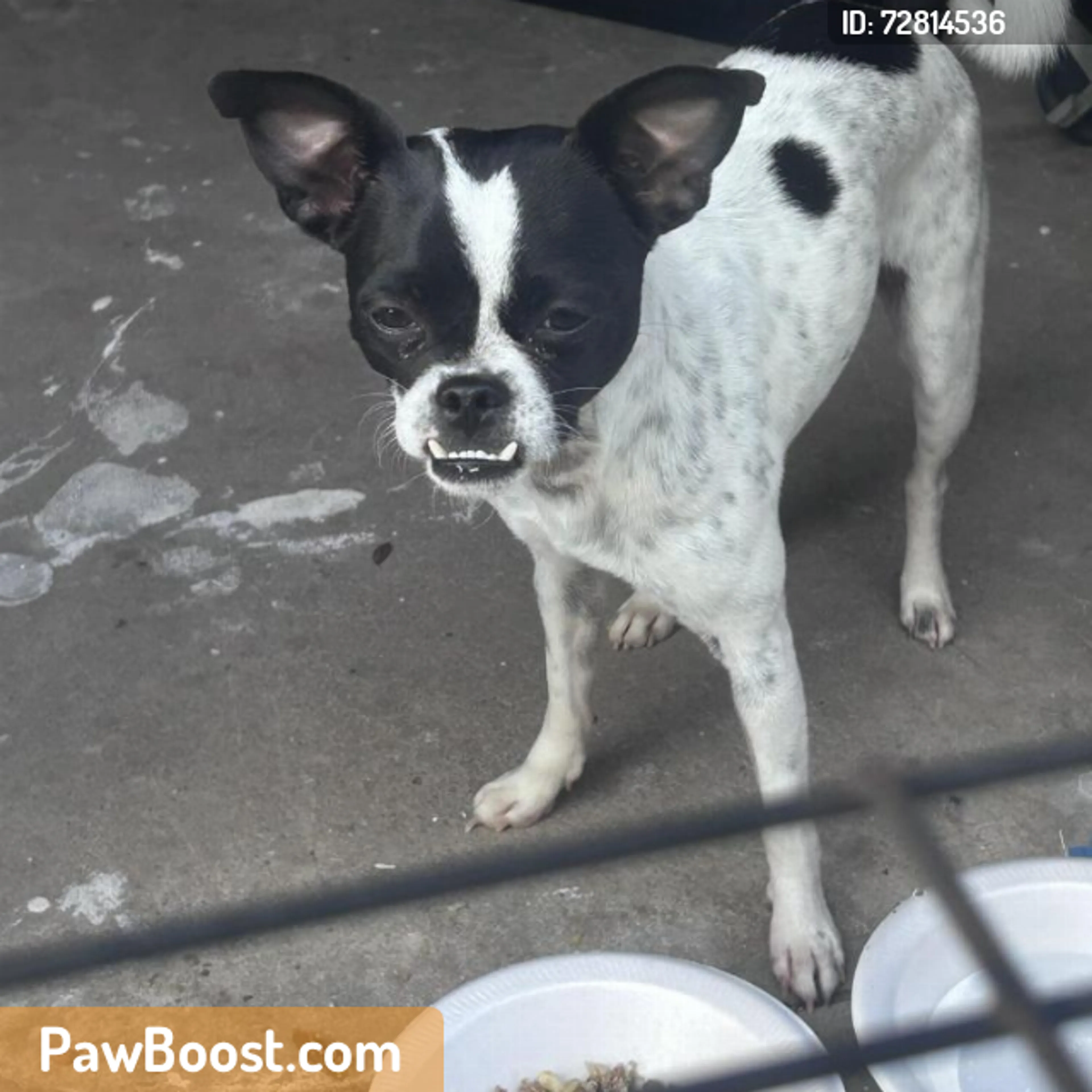 Found pet