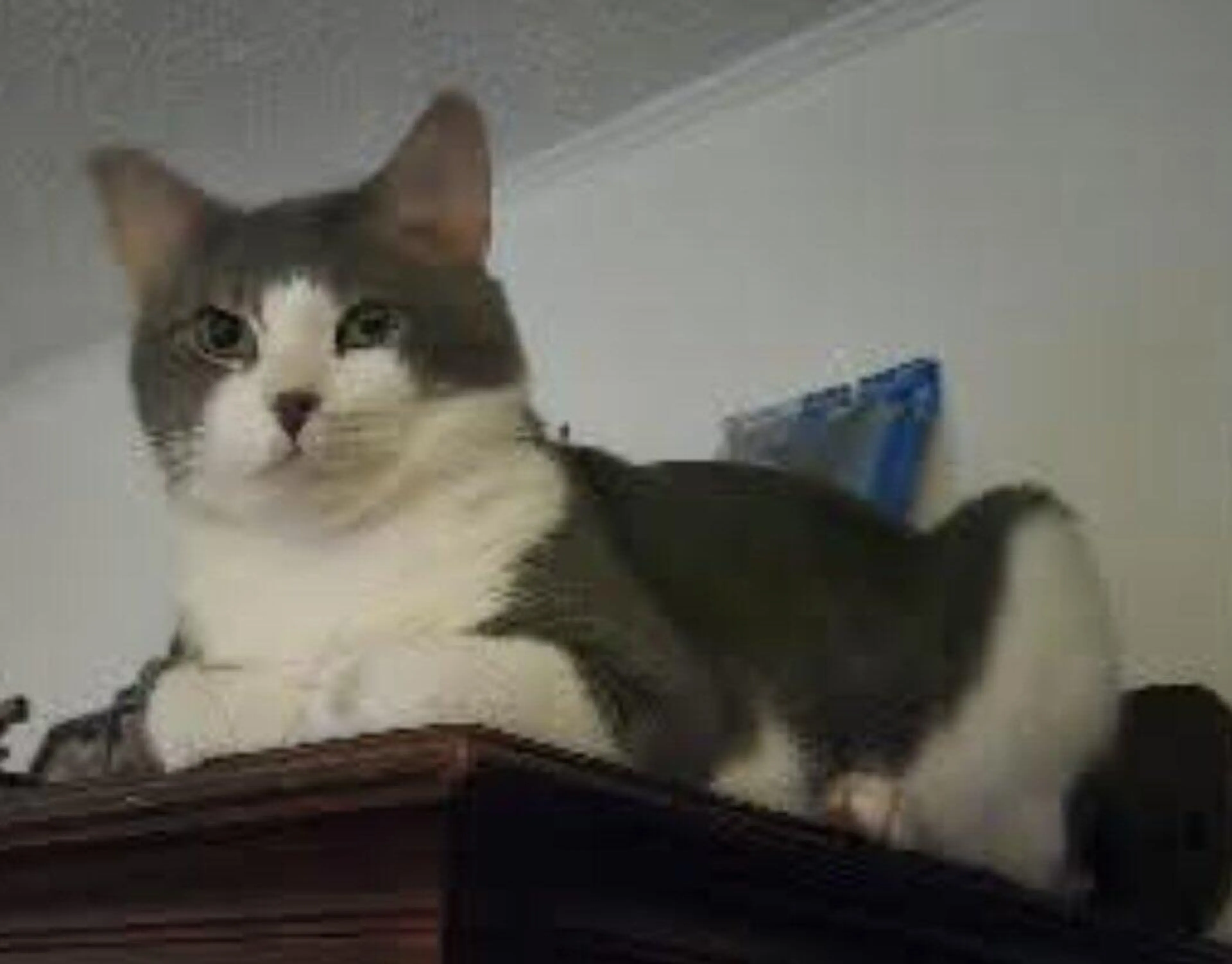 Lost pet