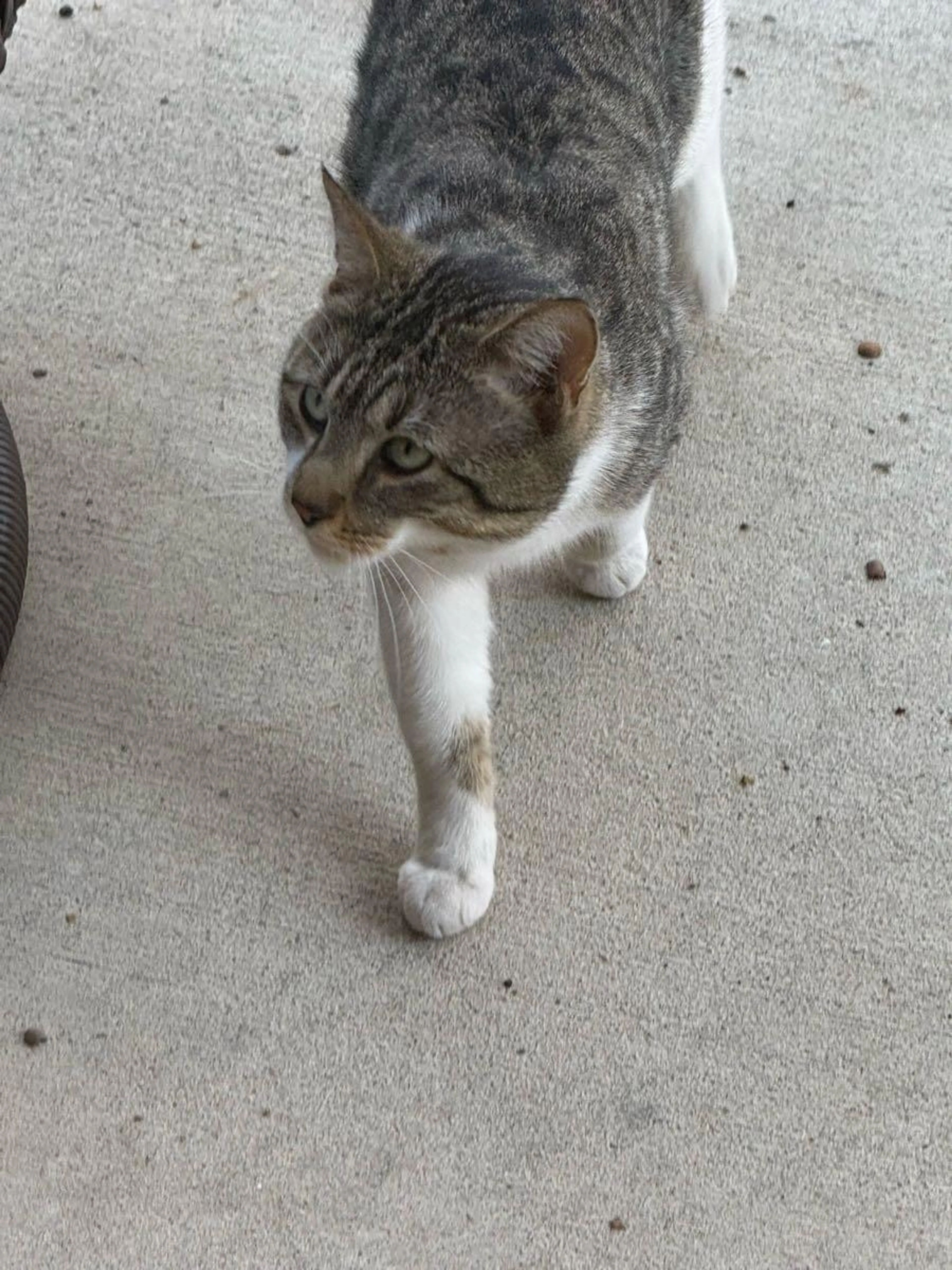 Found pet