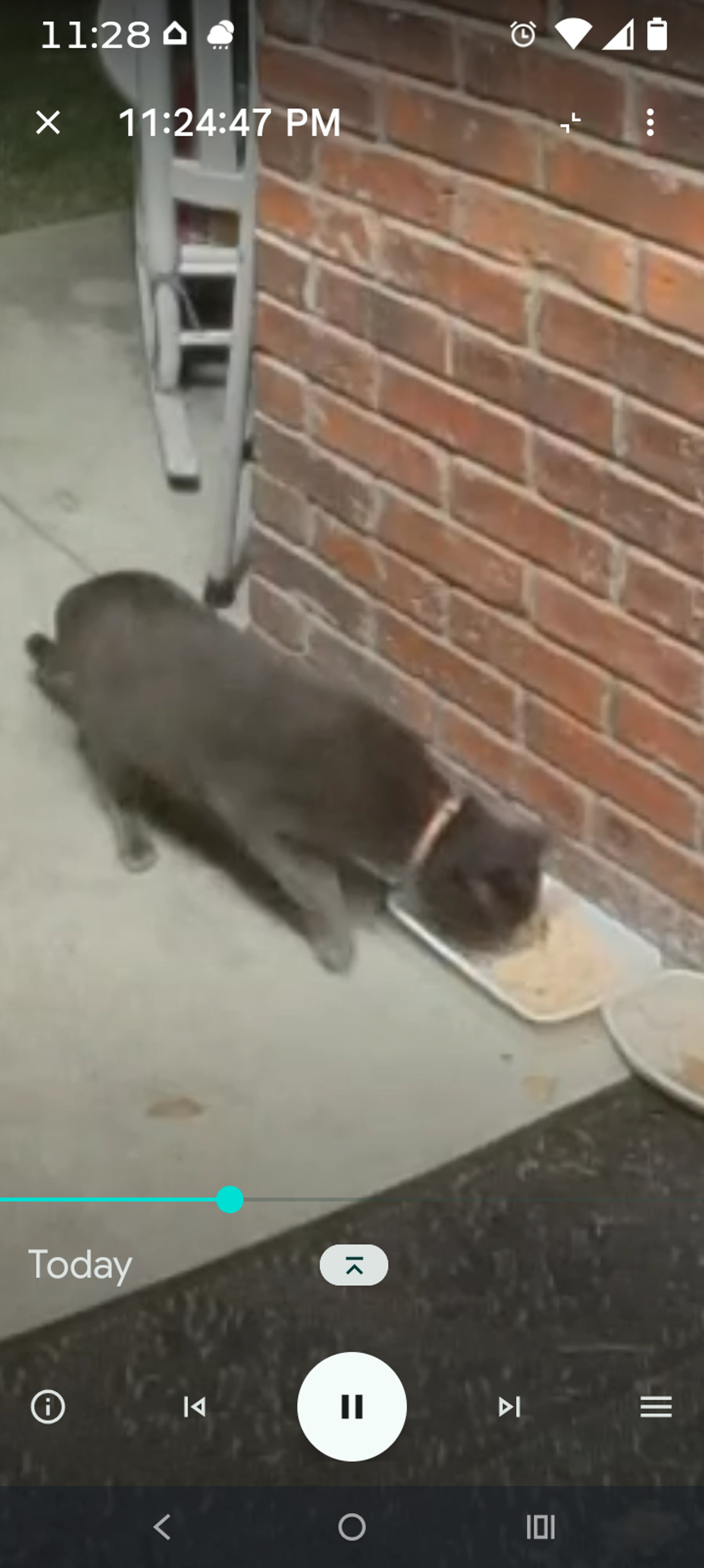 Found pet