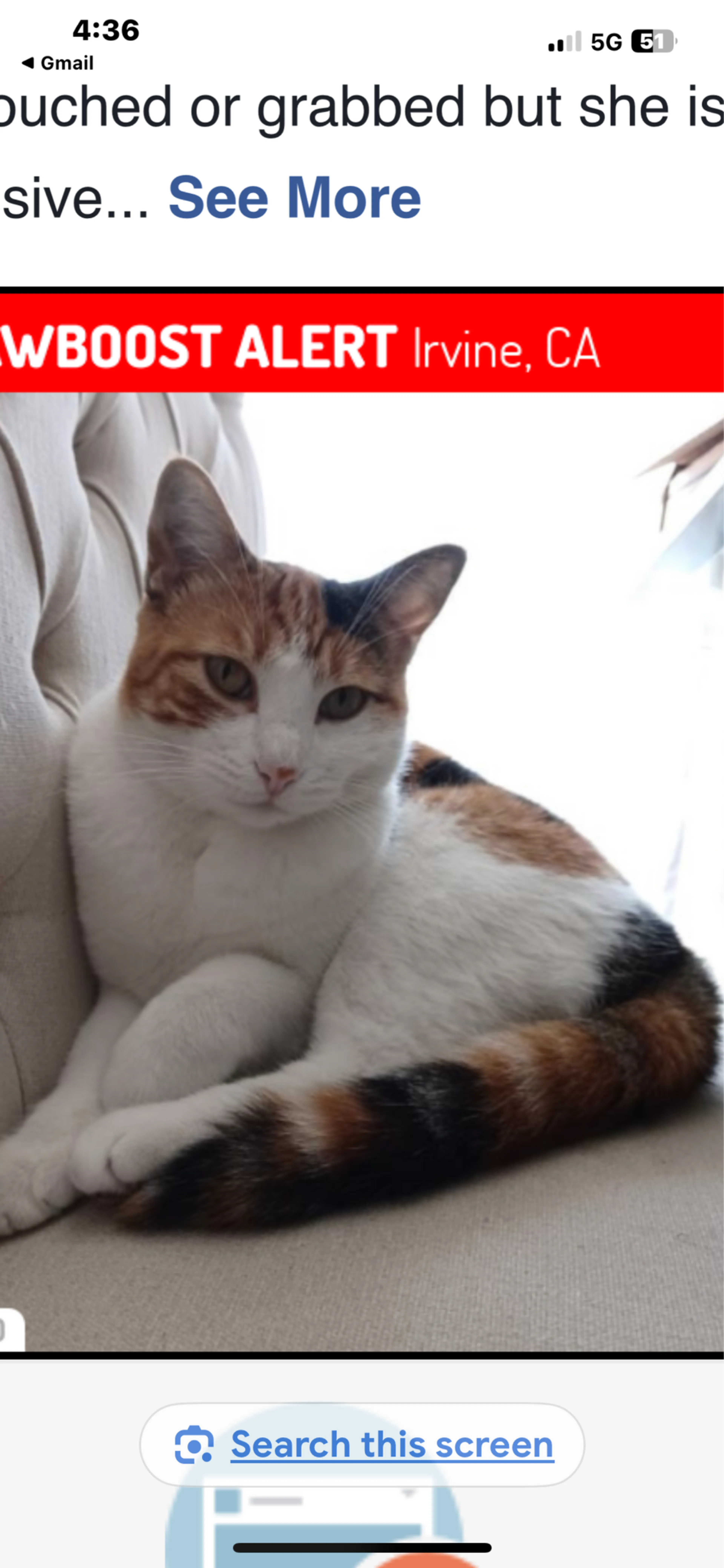 Lost pet
