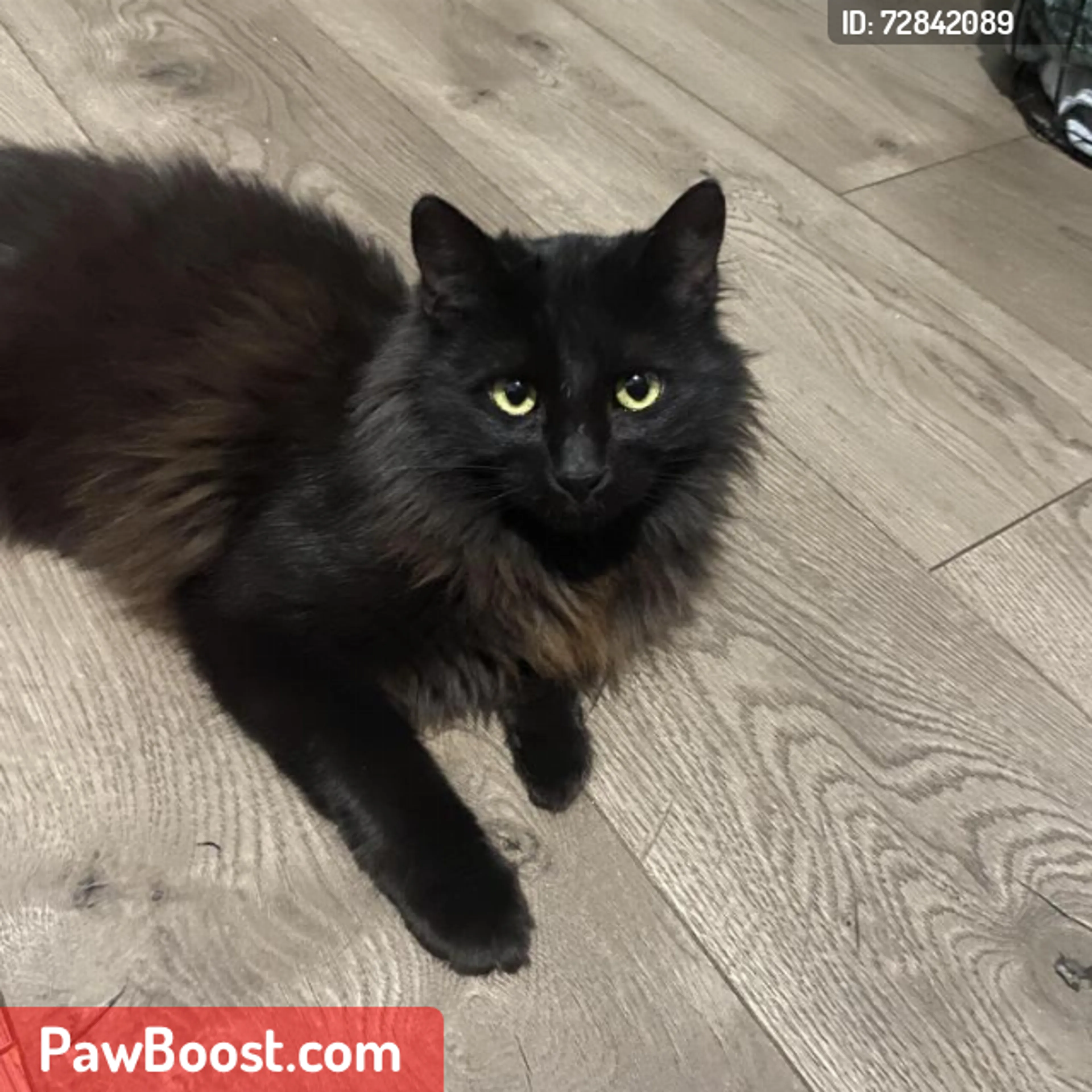 Lost pet