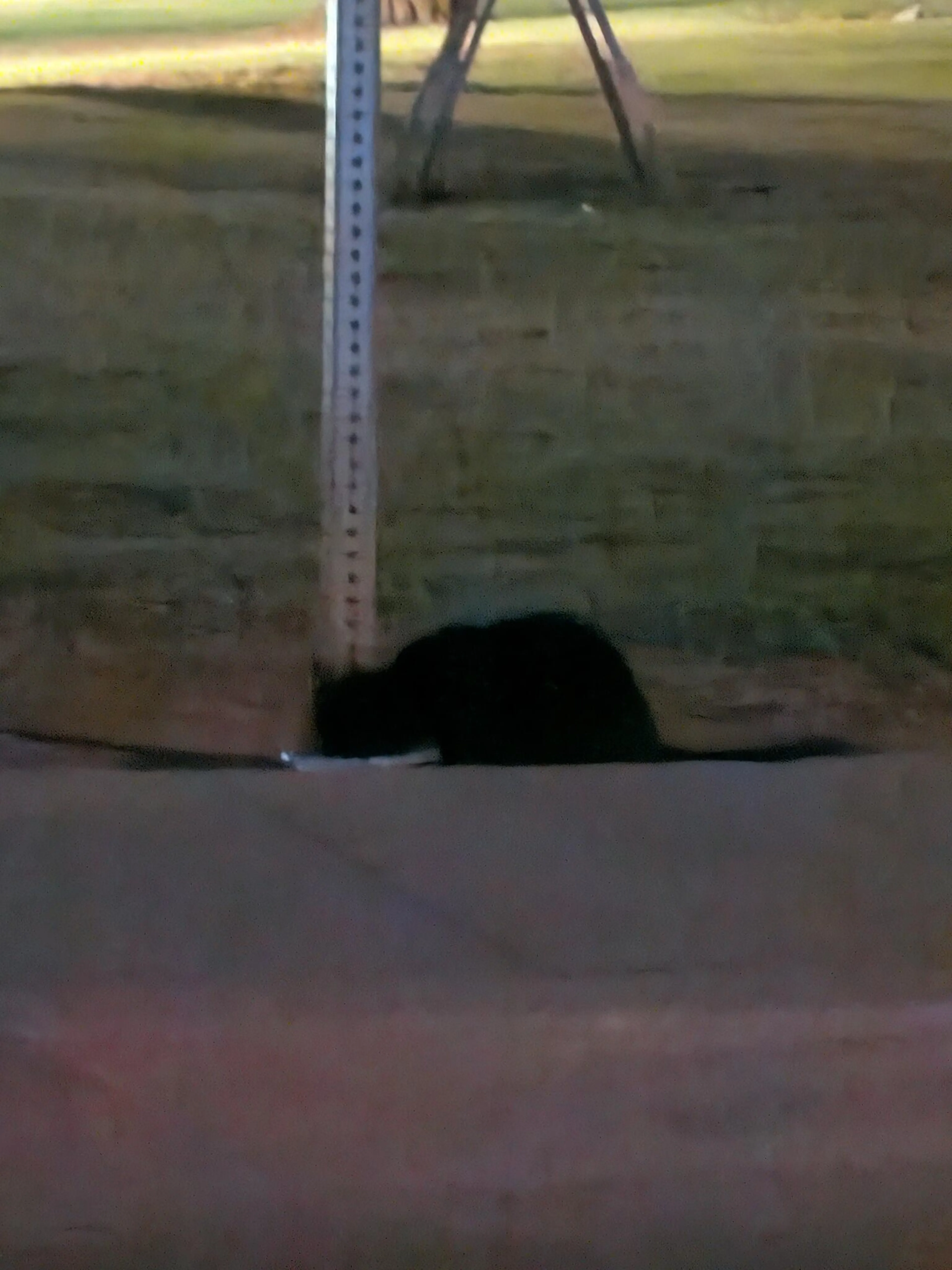 Found pet