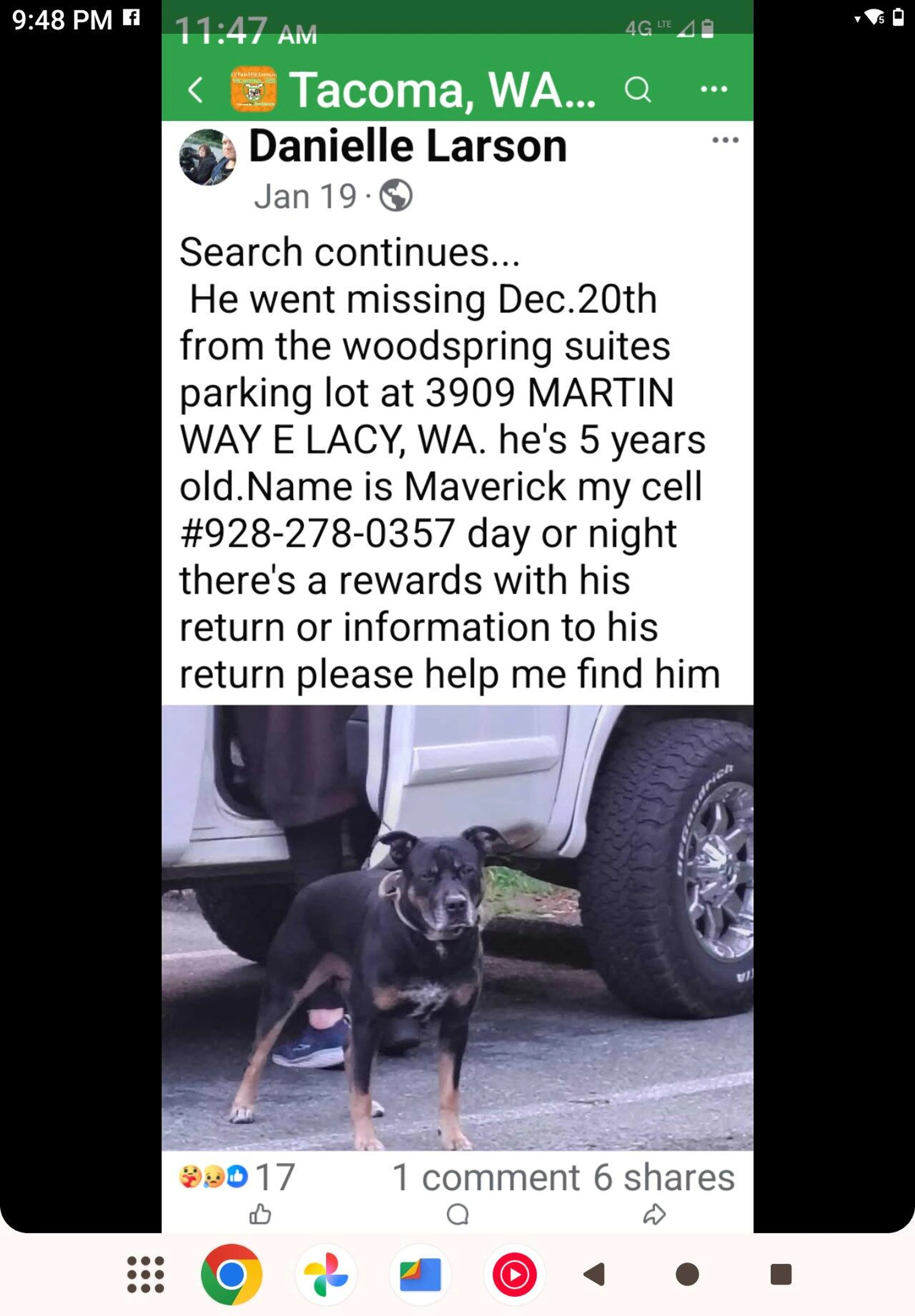 Lost pet