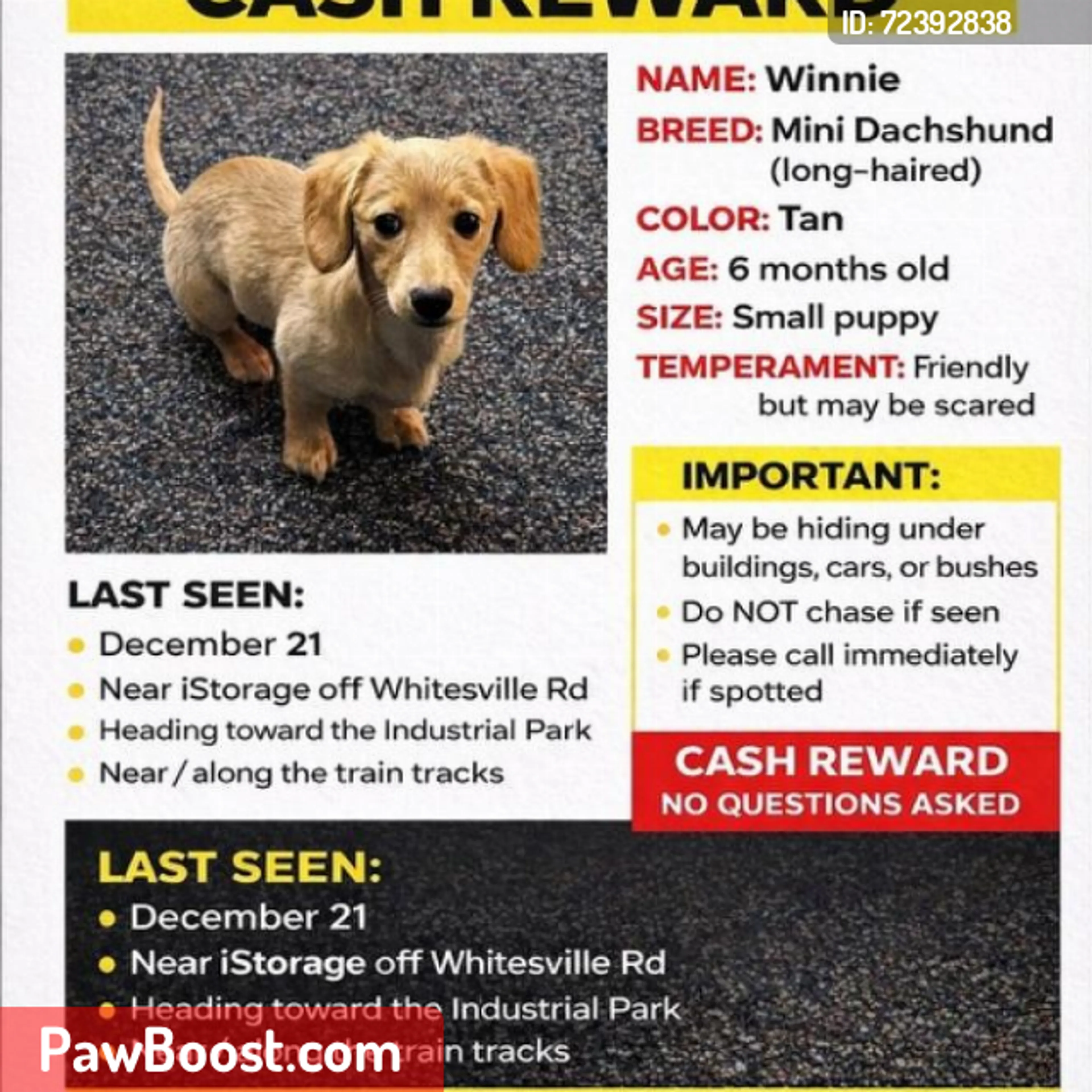 Lost pet