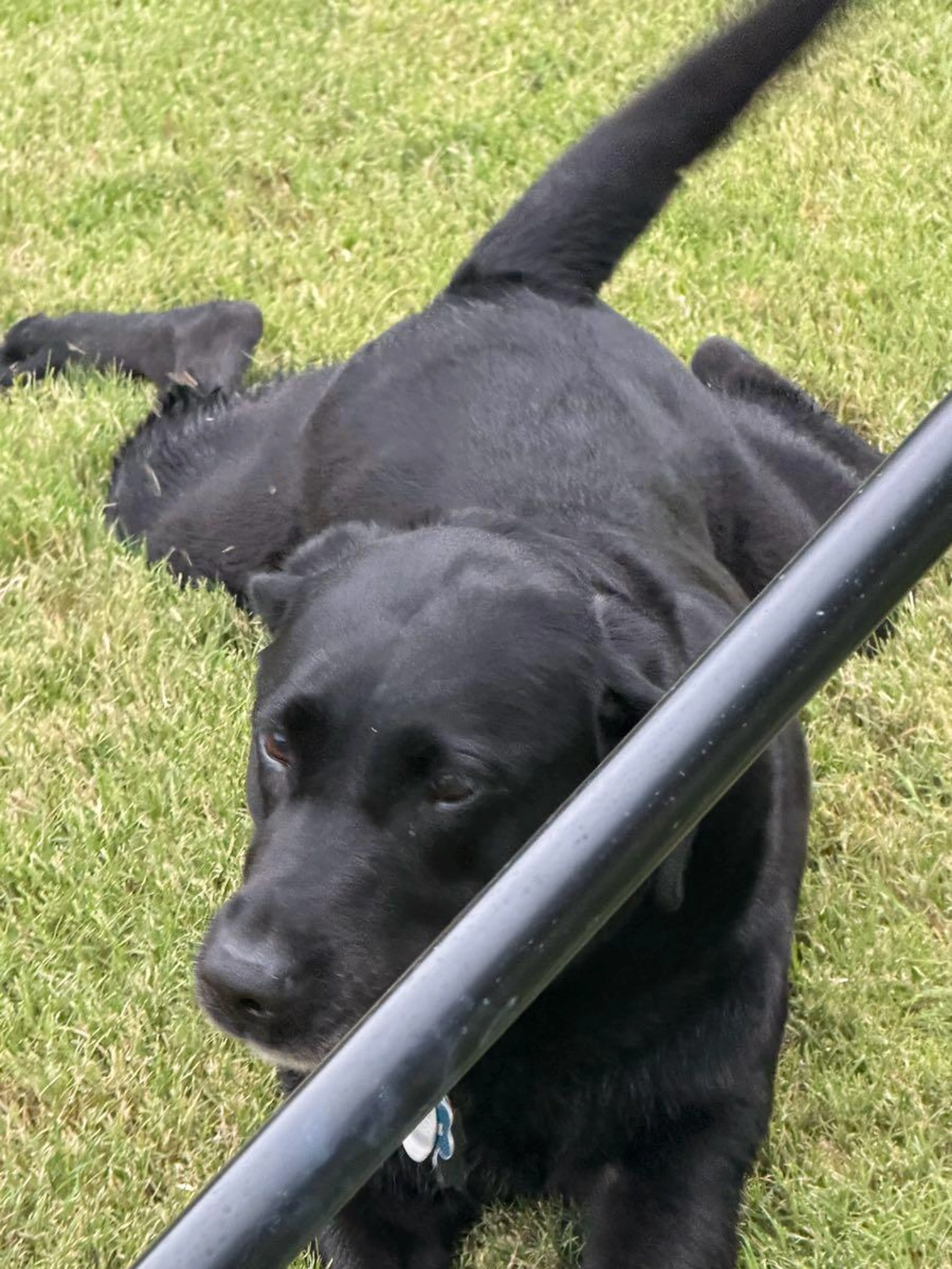 Found pet