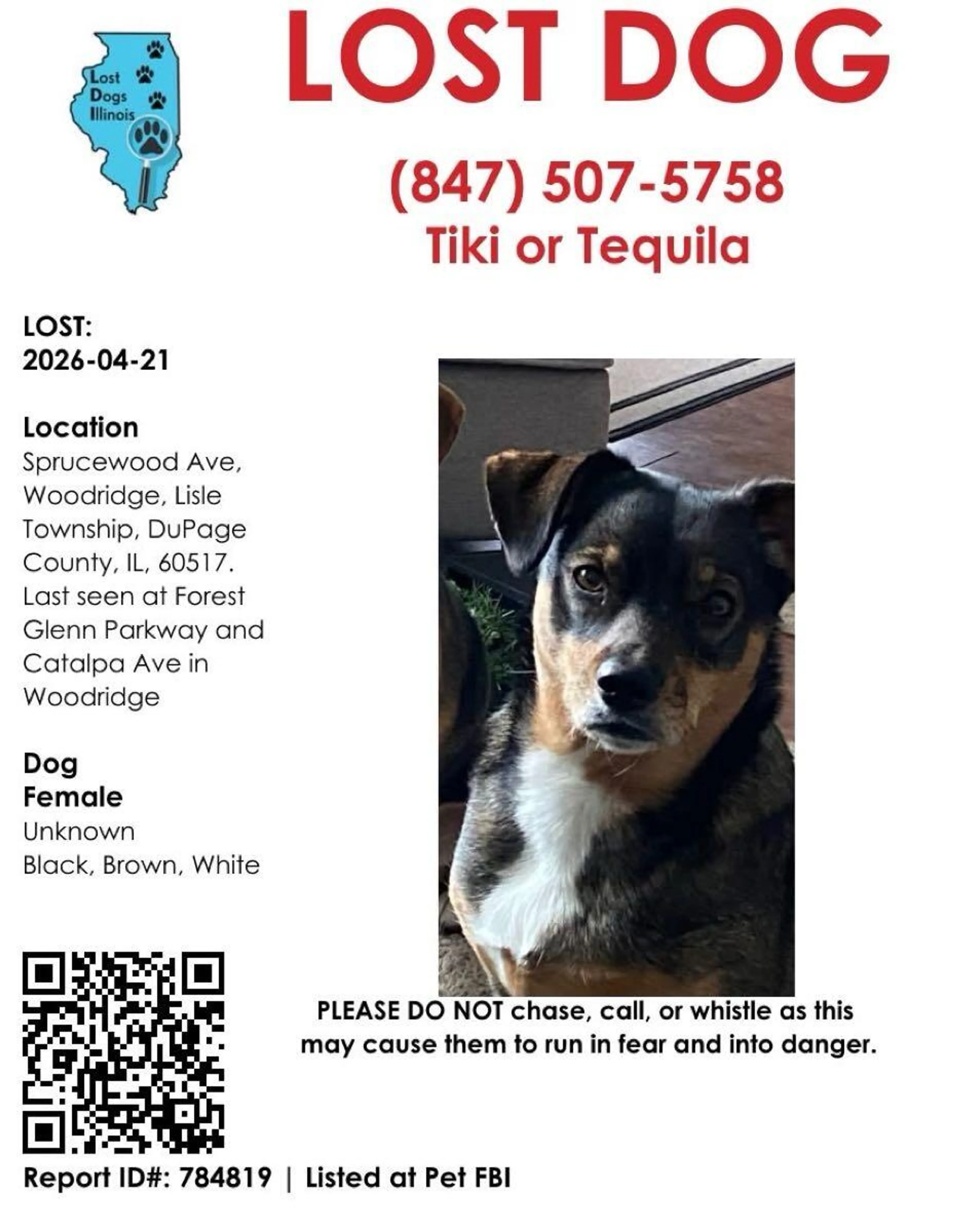 Lost pet