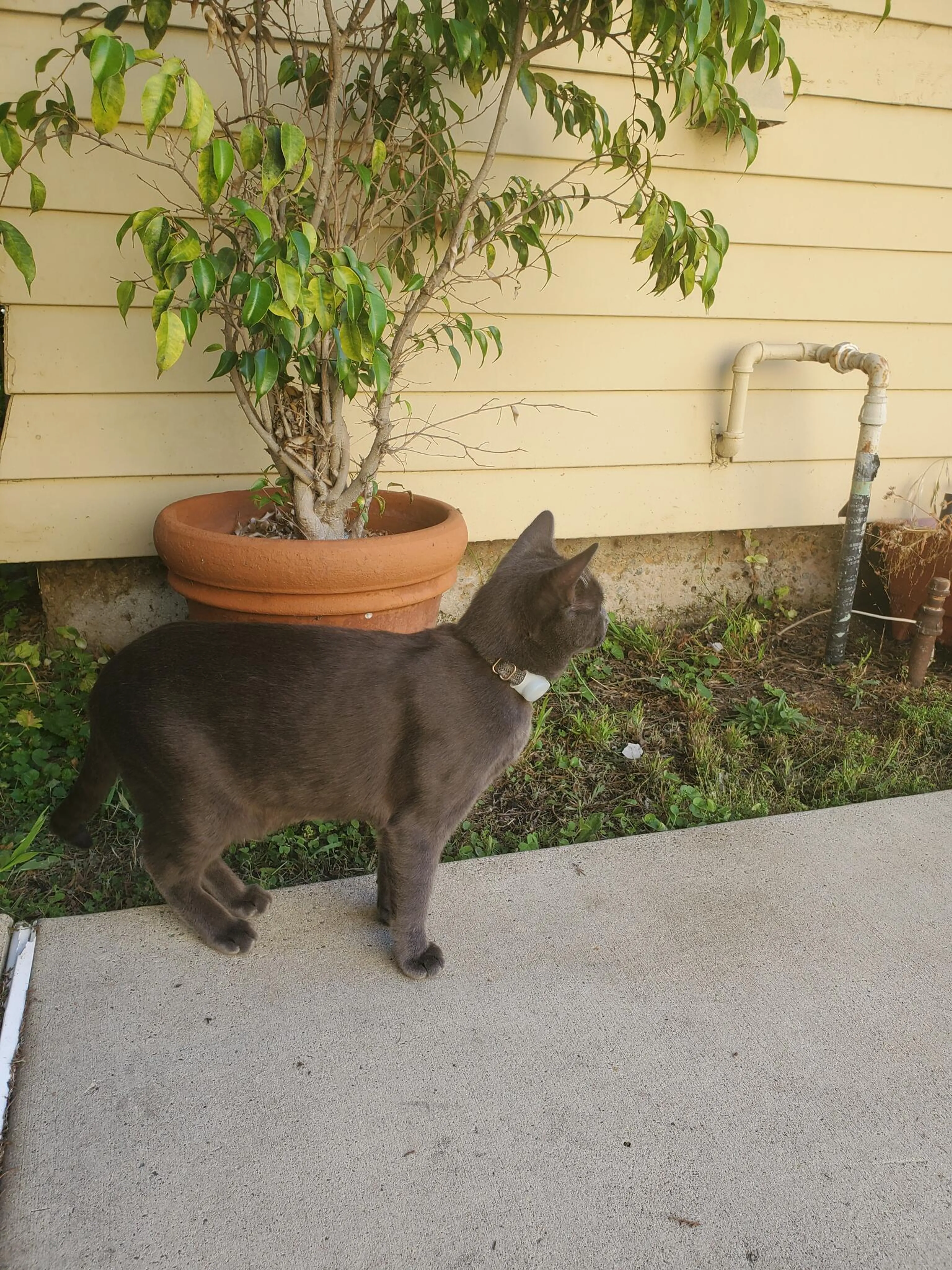Found pet