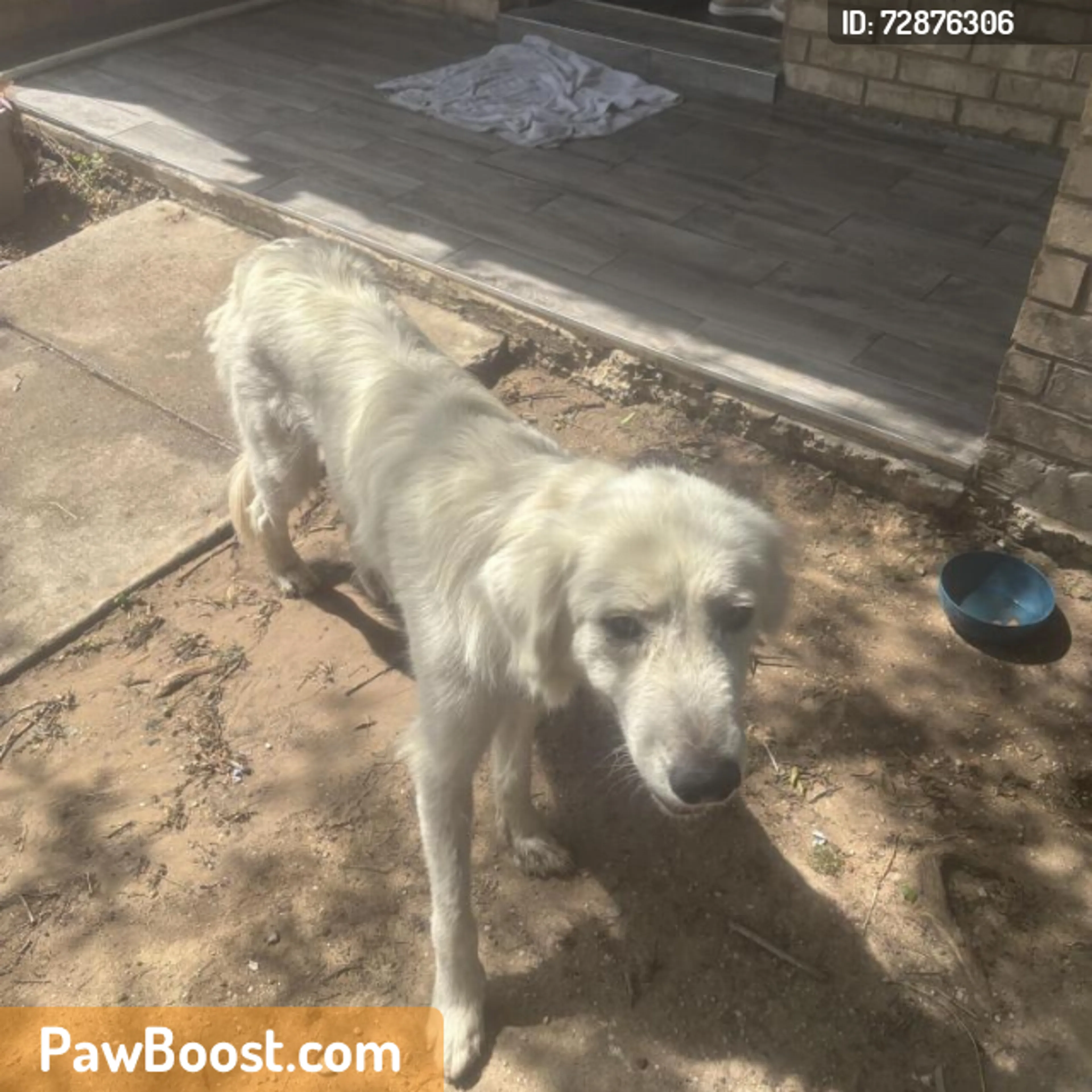 Found pet