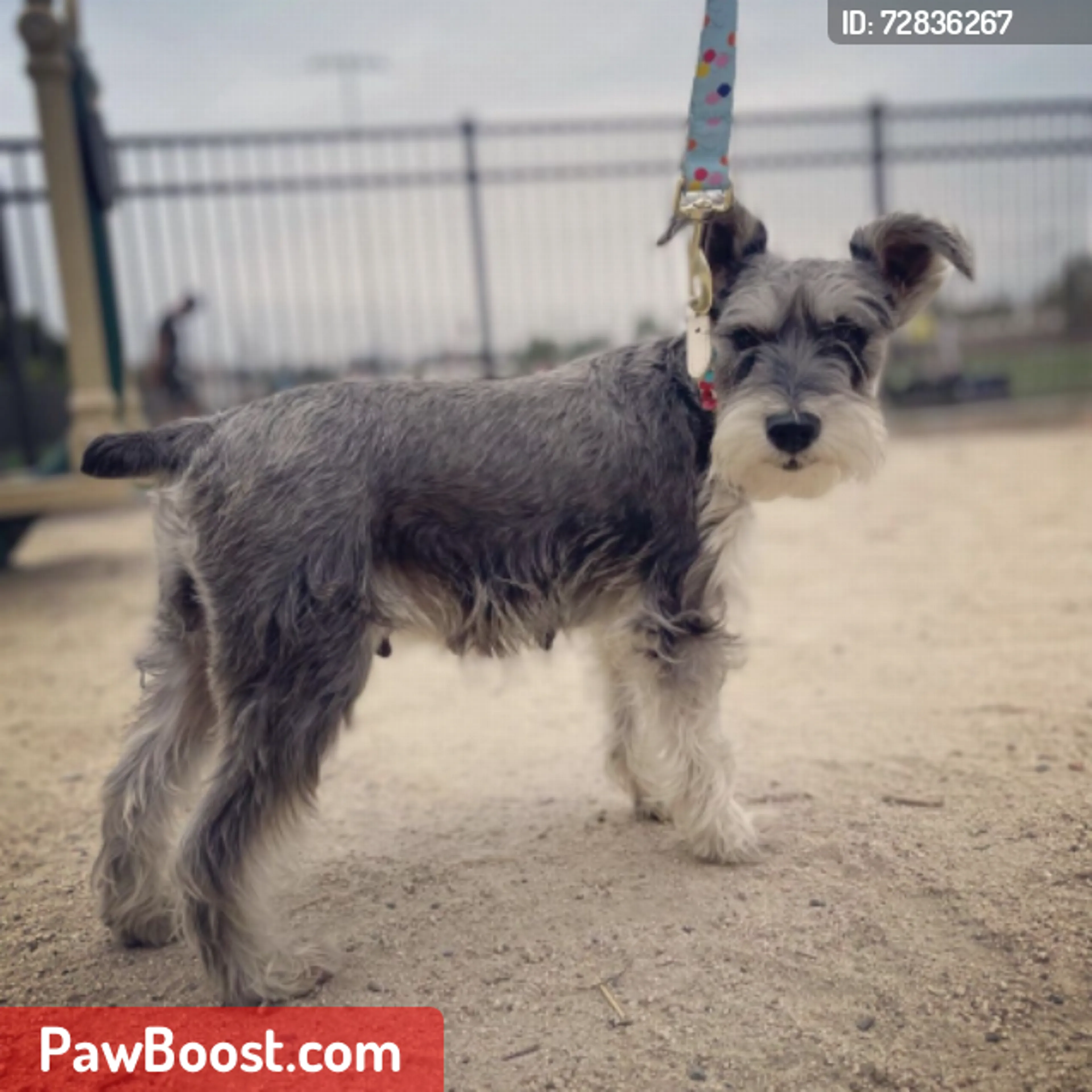 Lost pet