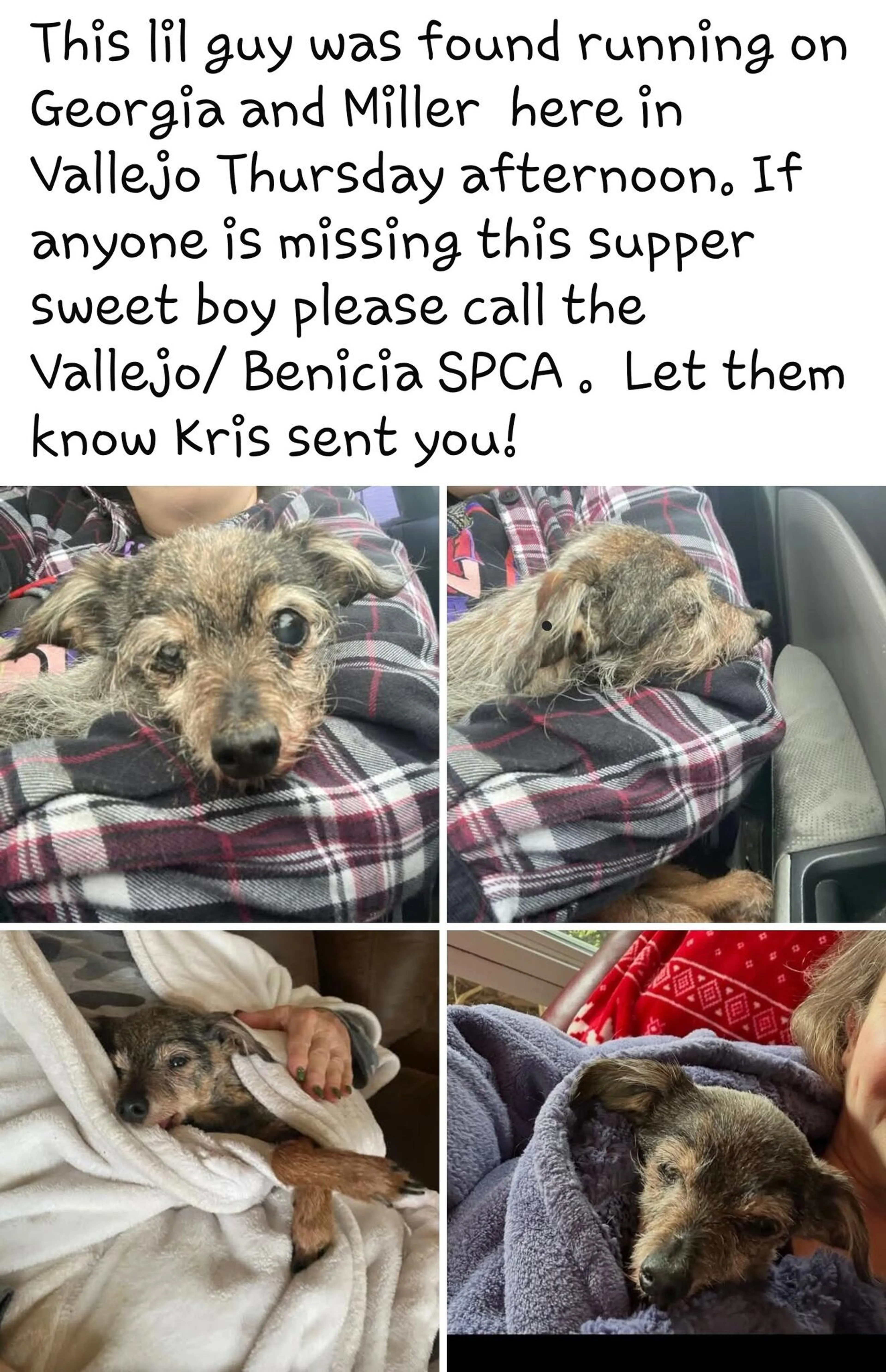 Lost pet