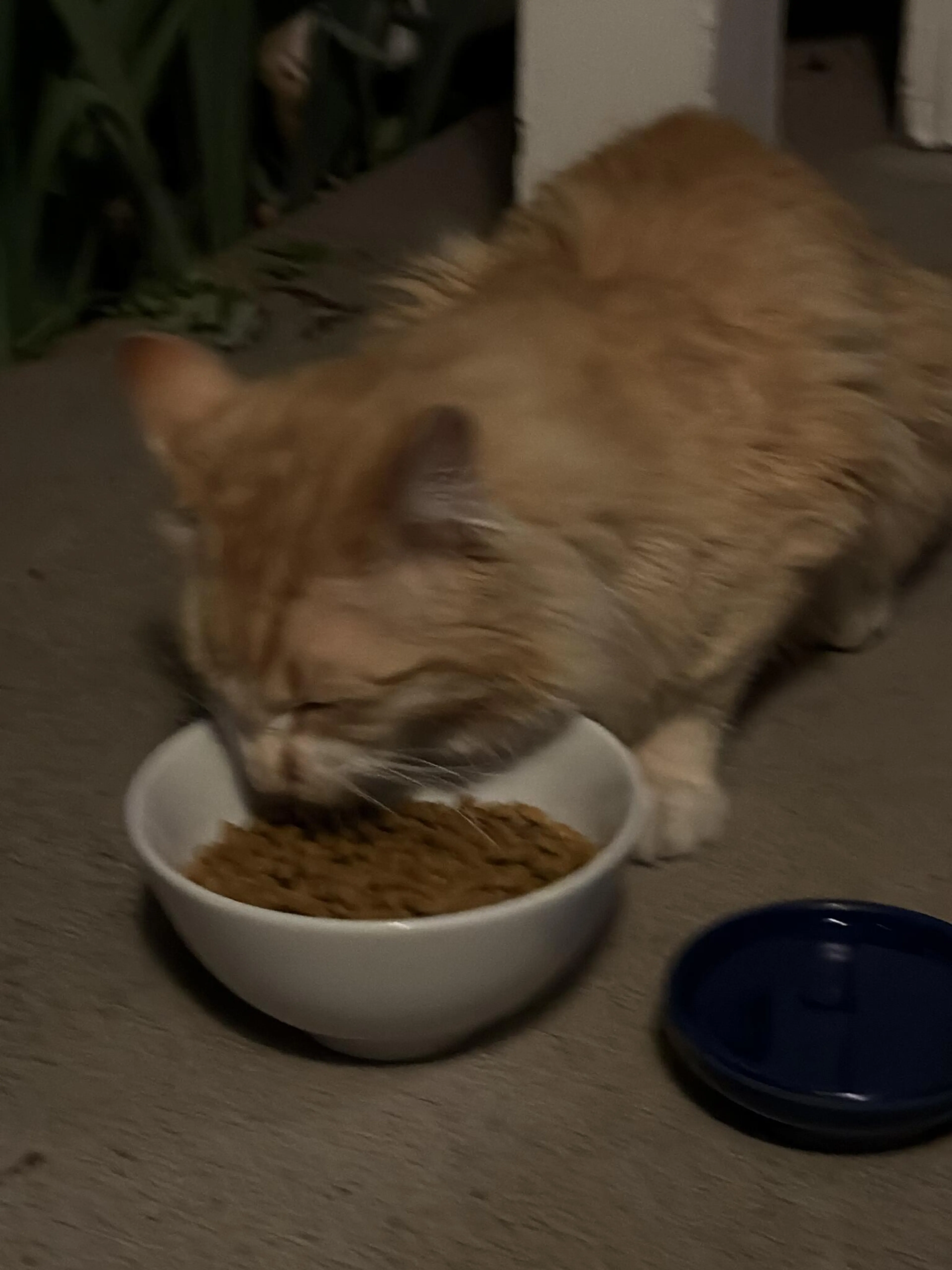 Lost pet