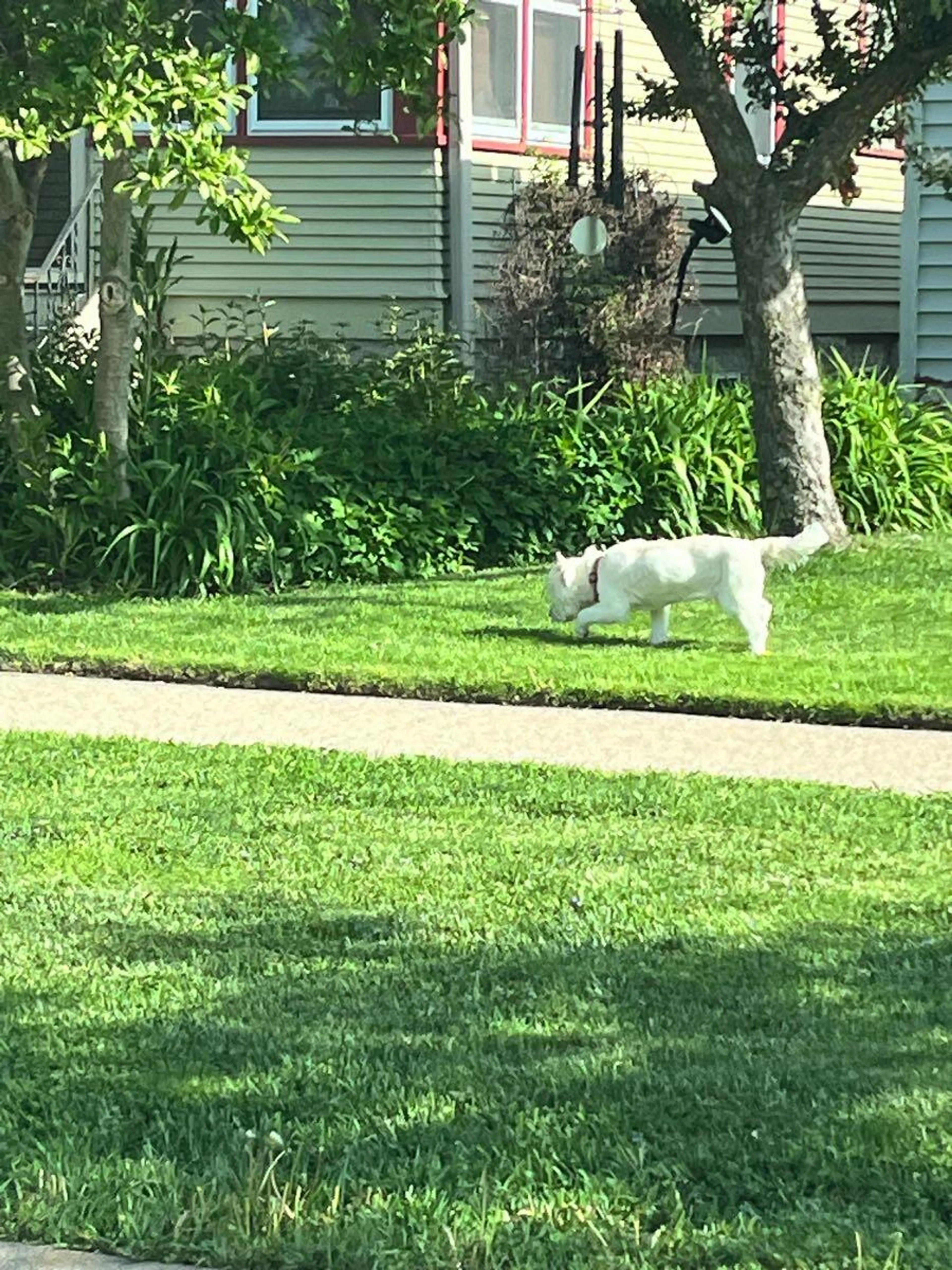Found pet