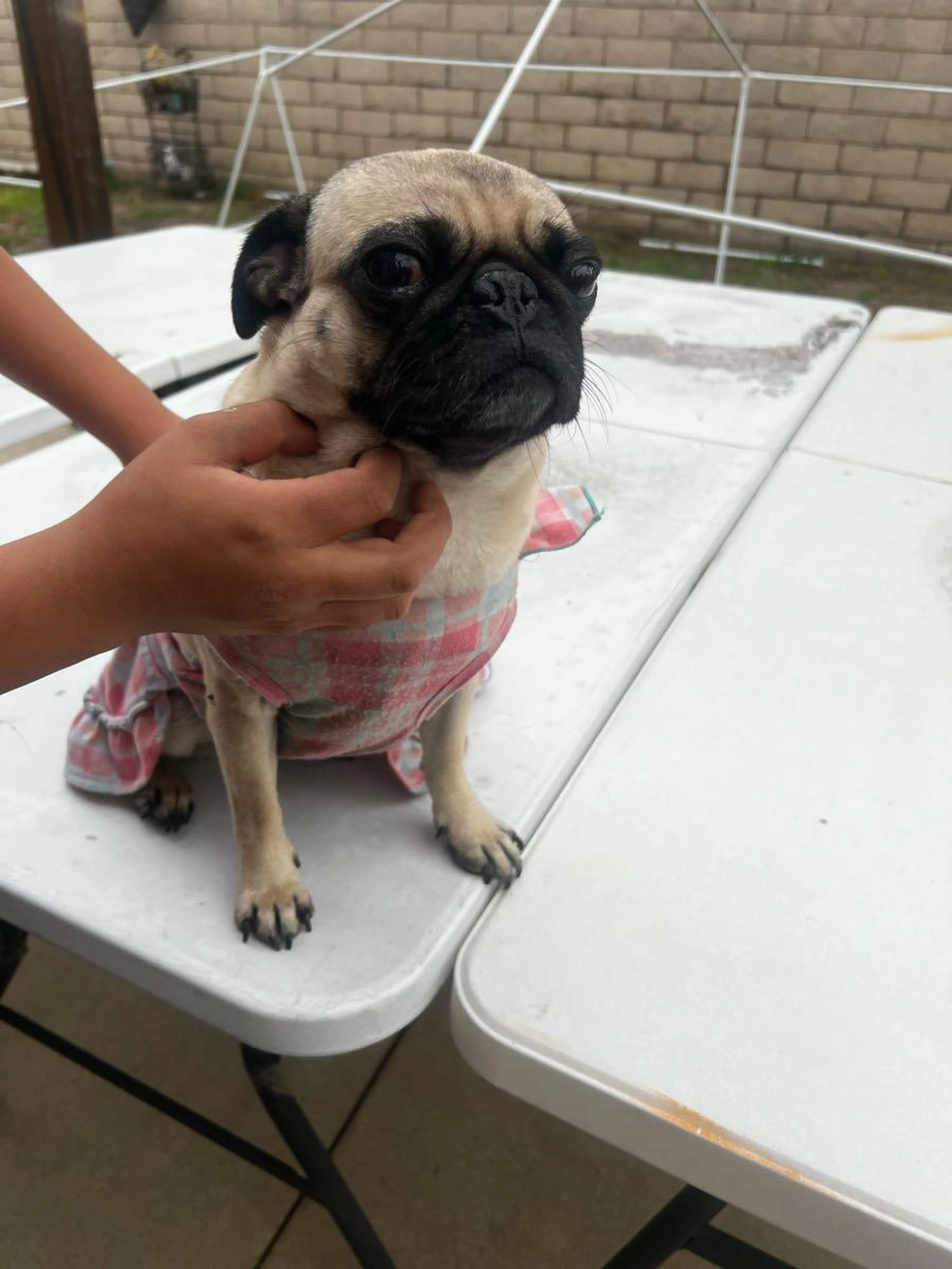 Found pet