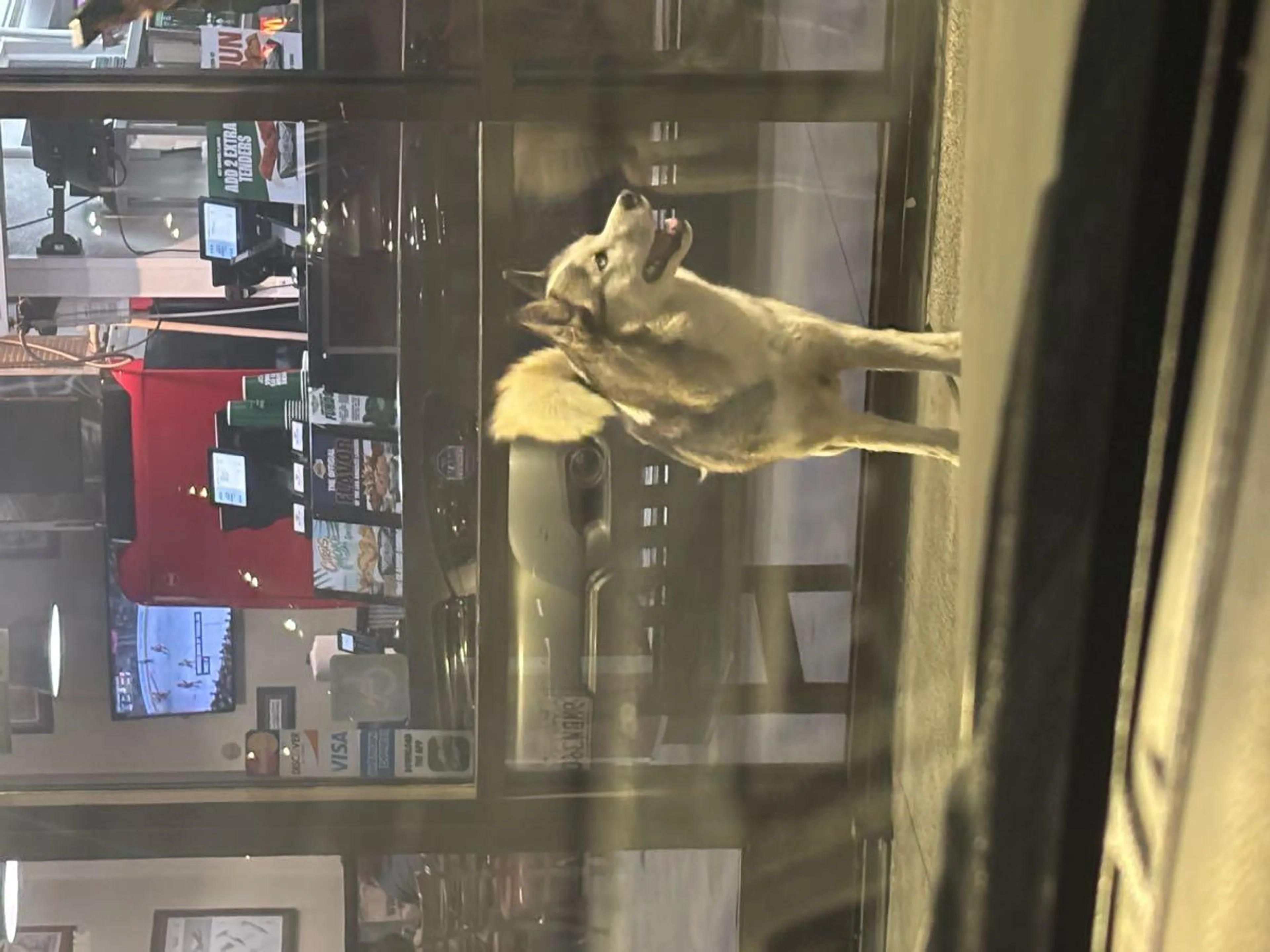 Lost pet