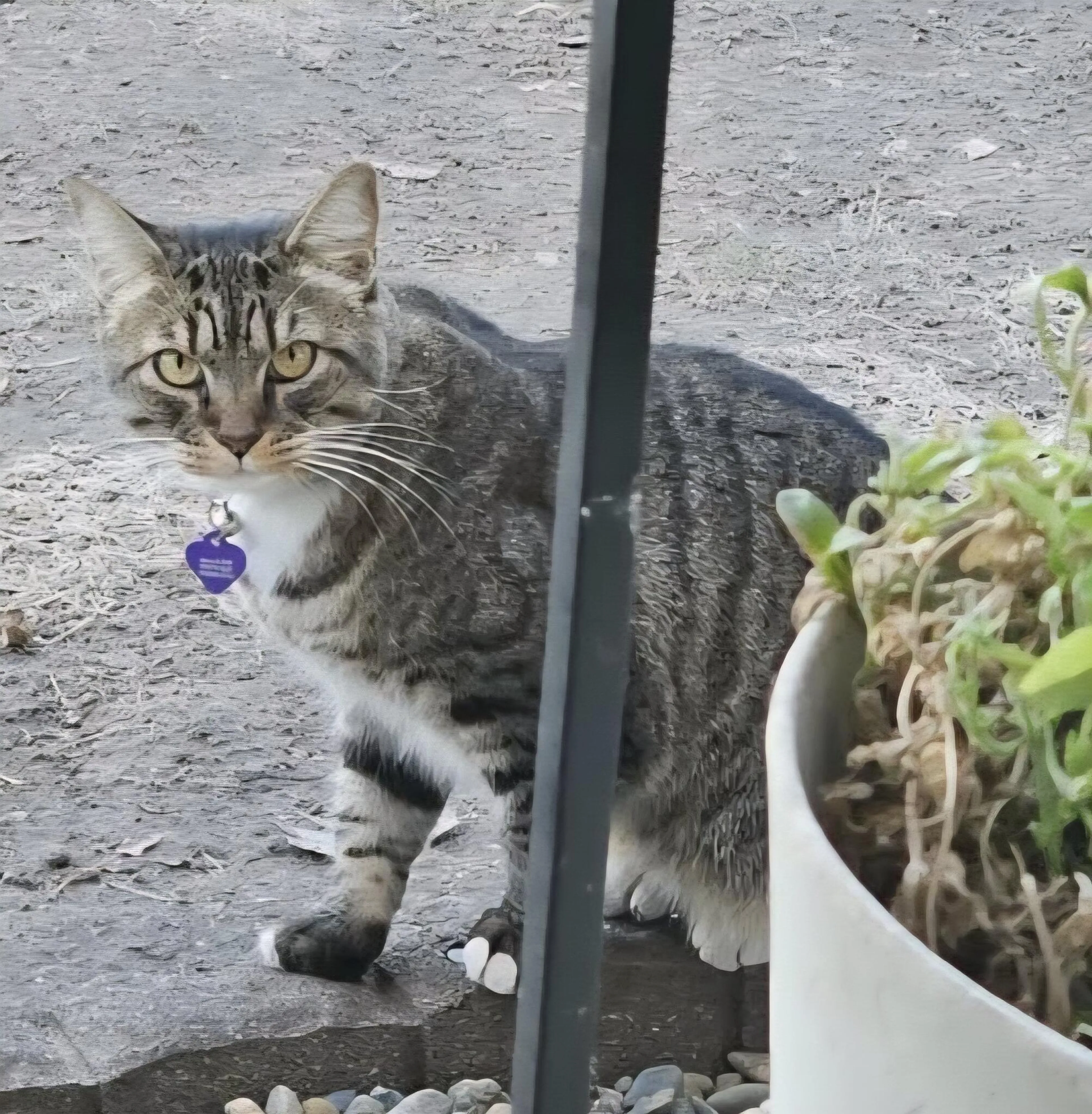 Lost pet