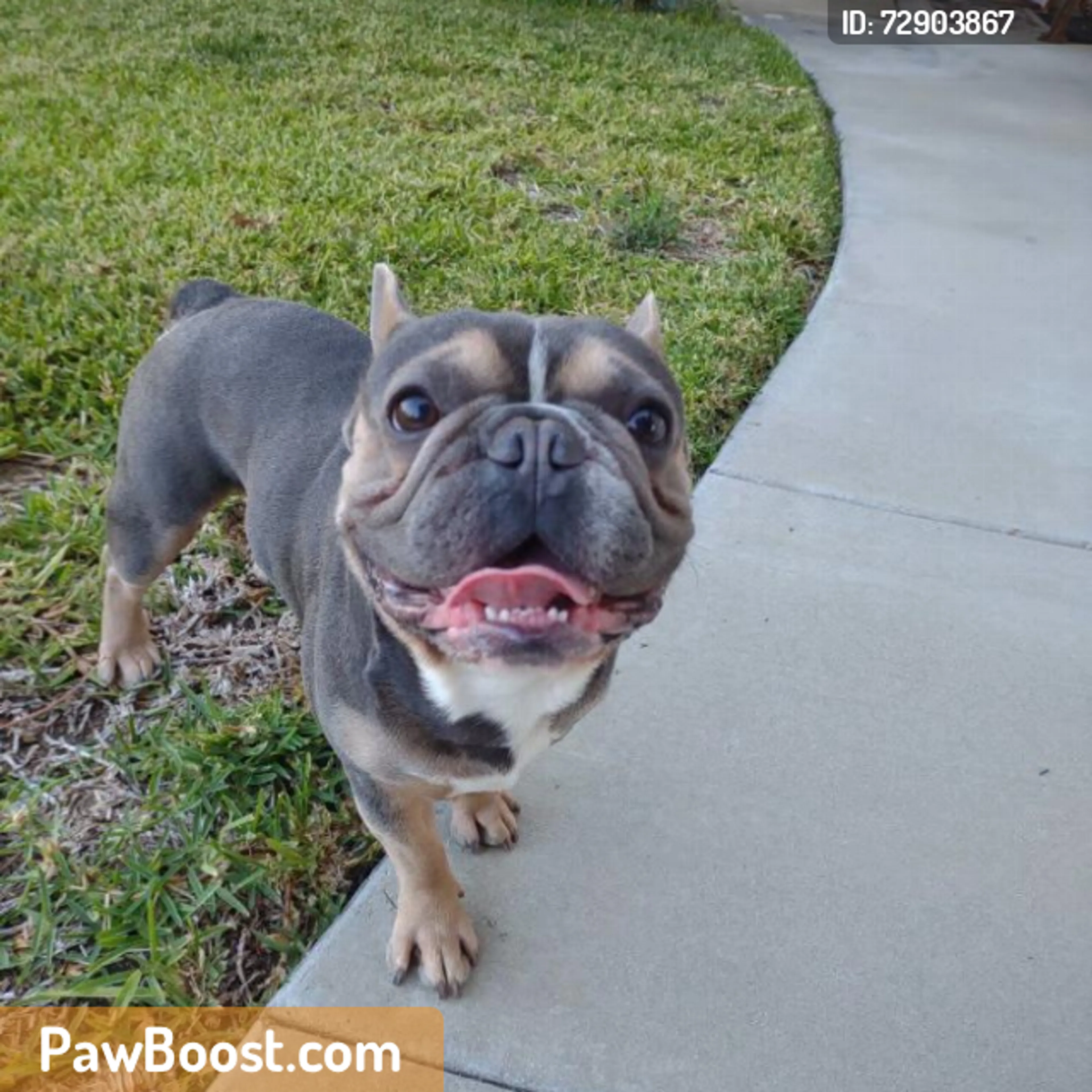 Found pet