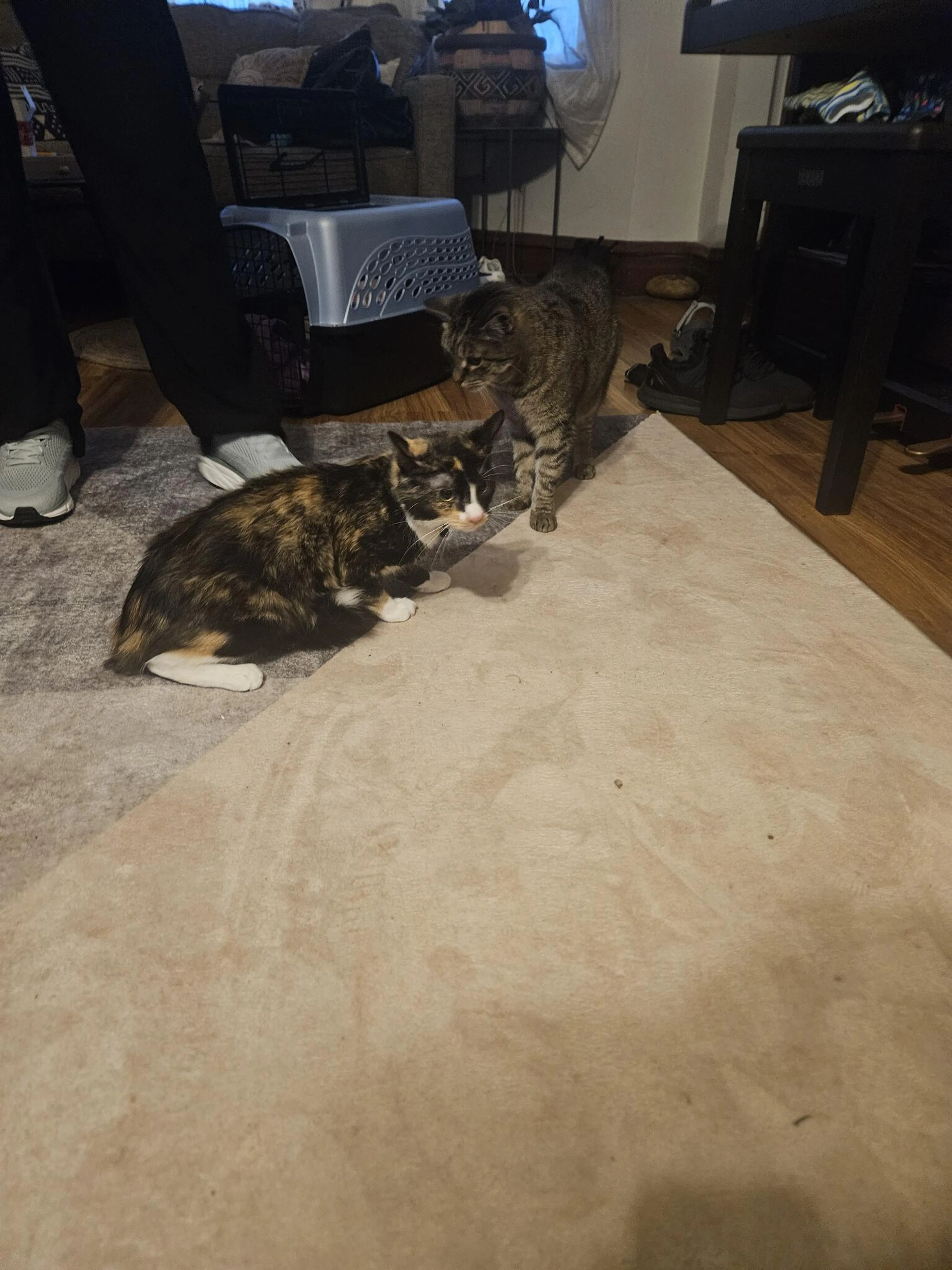 Lost pet