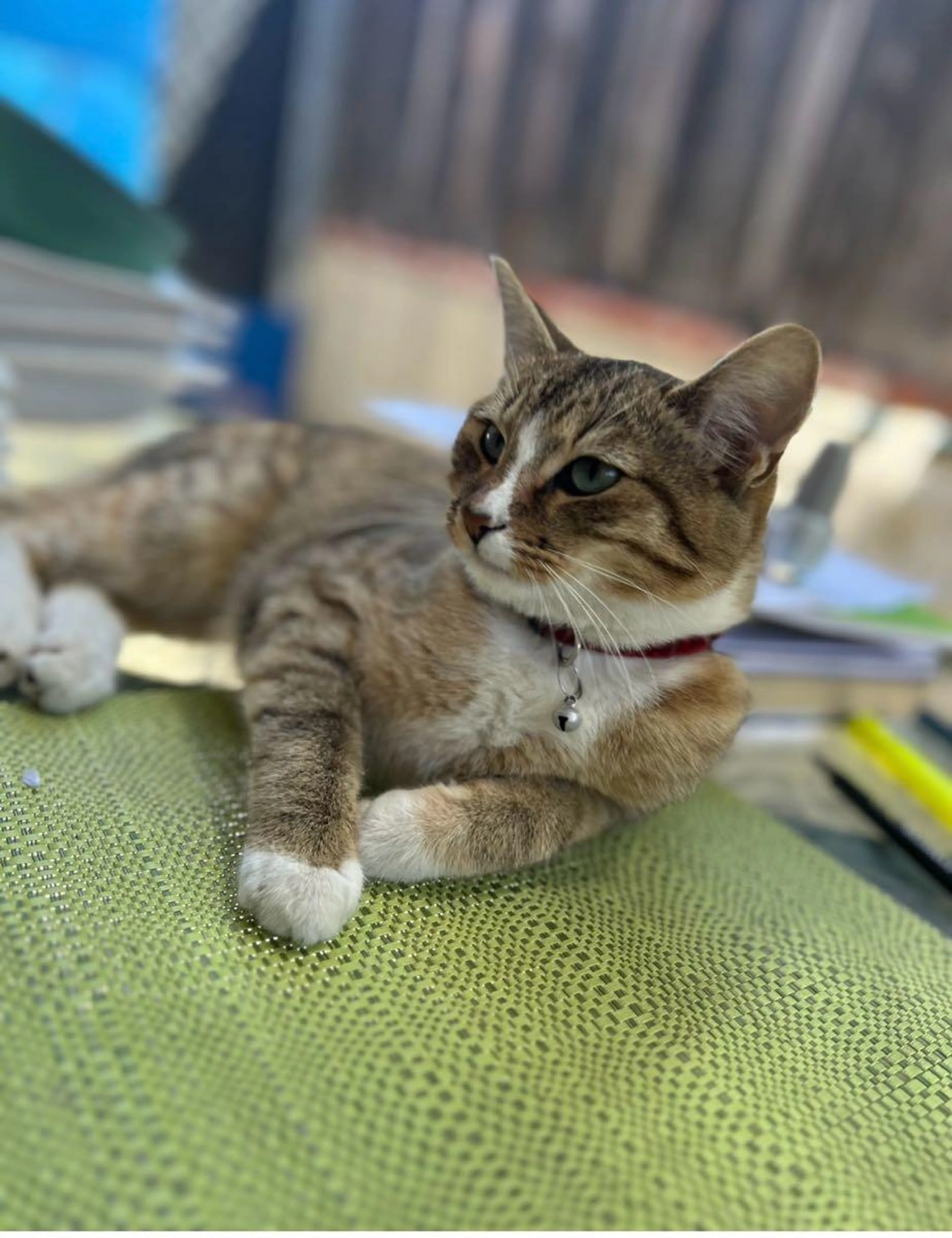 Lost pet