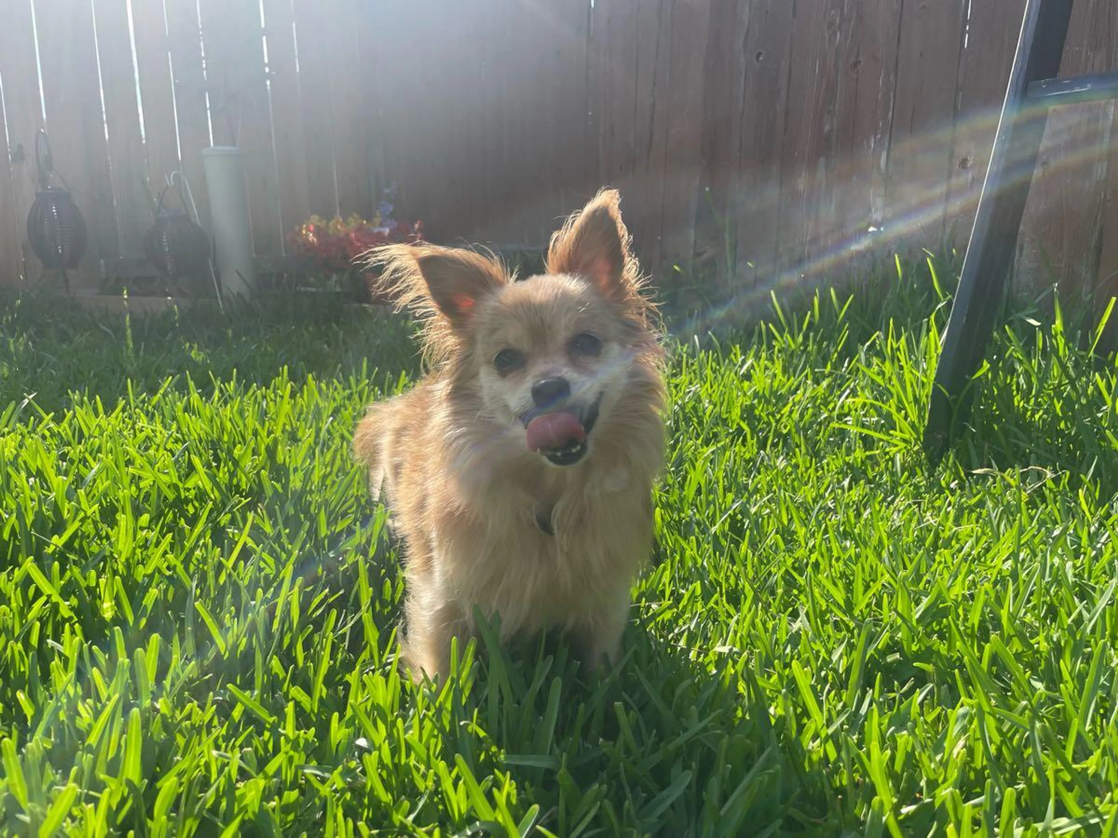 Found pet