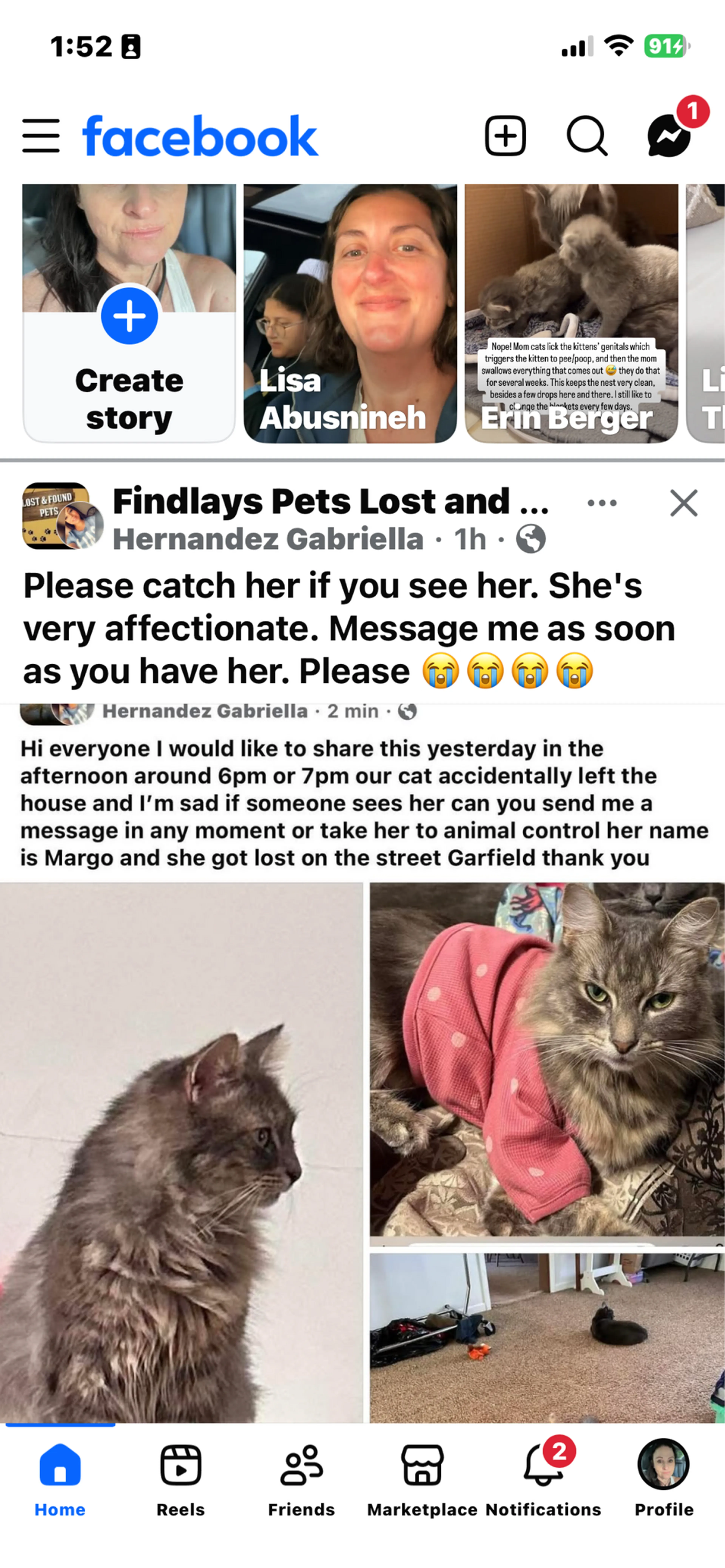Lost pet