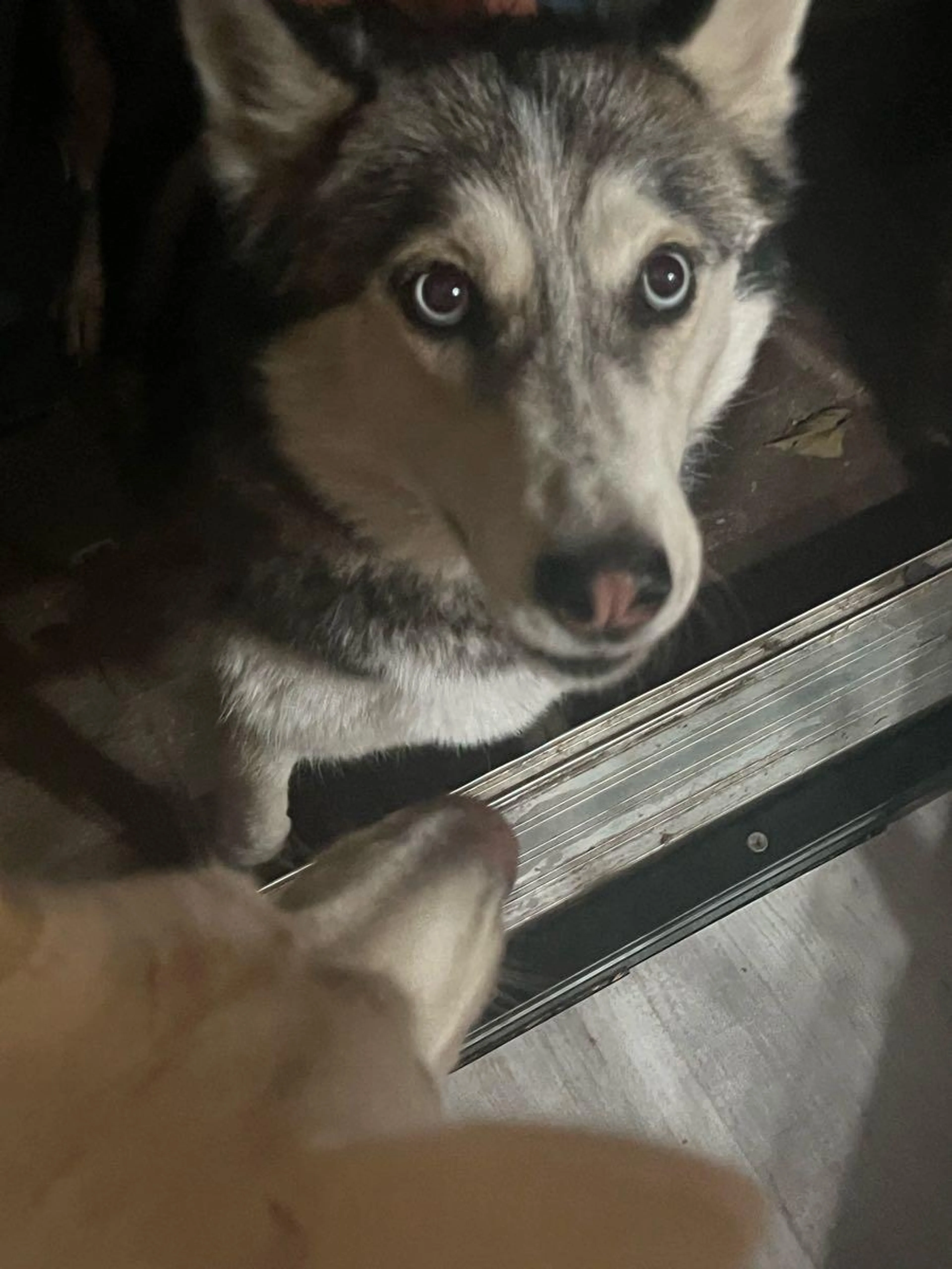 Found pet