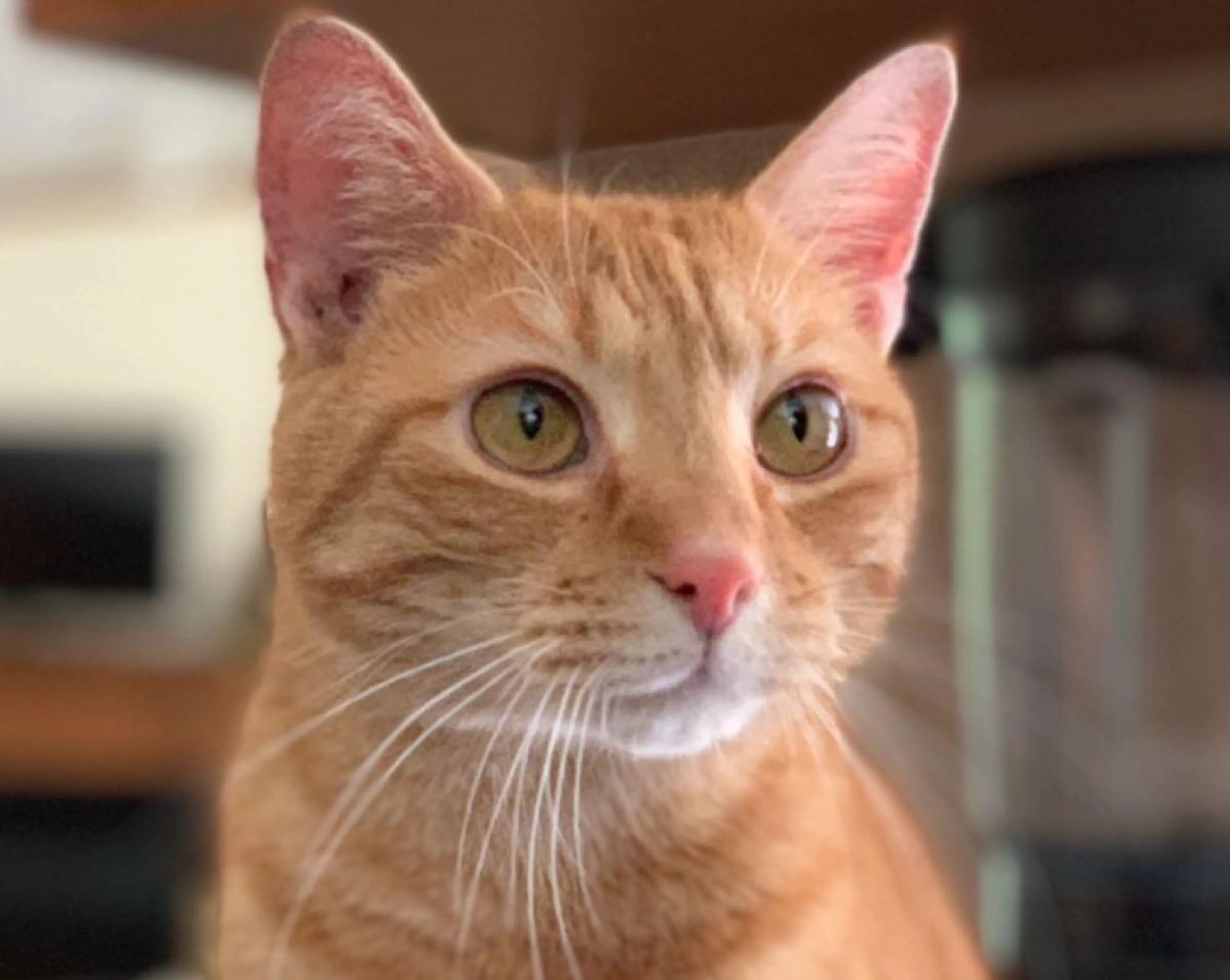 Lost pet