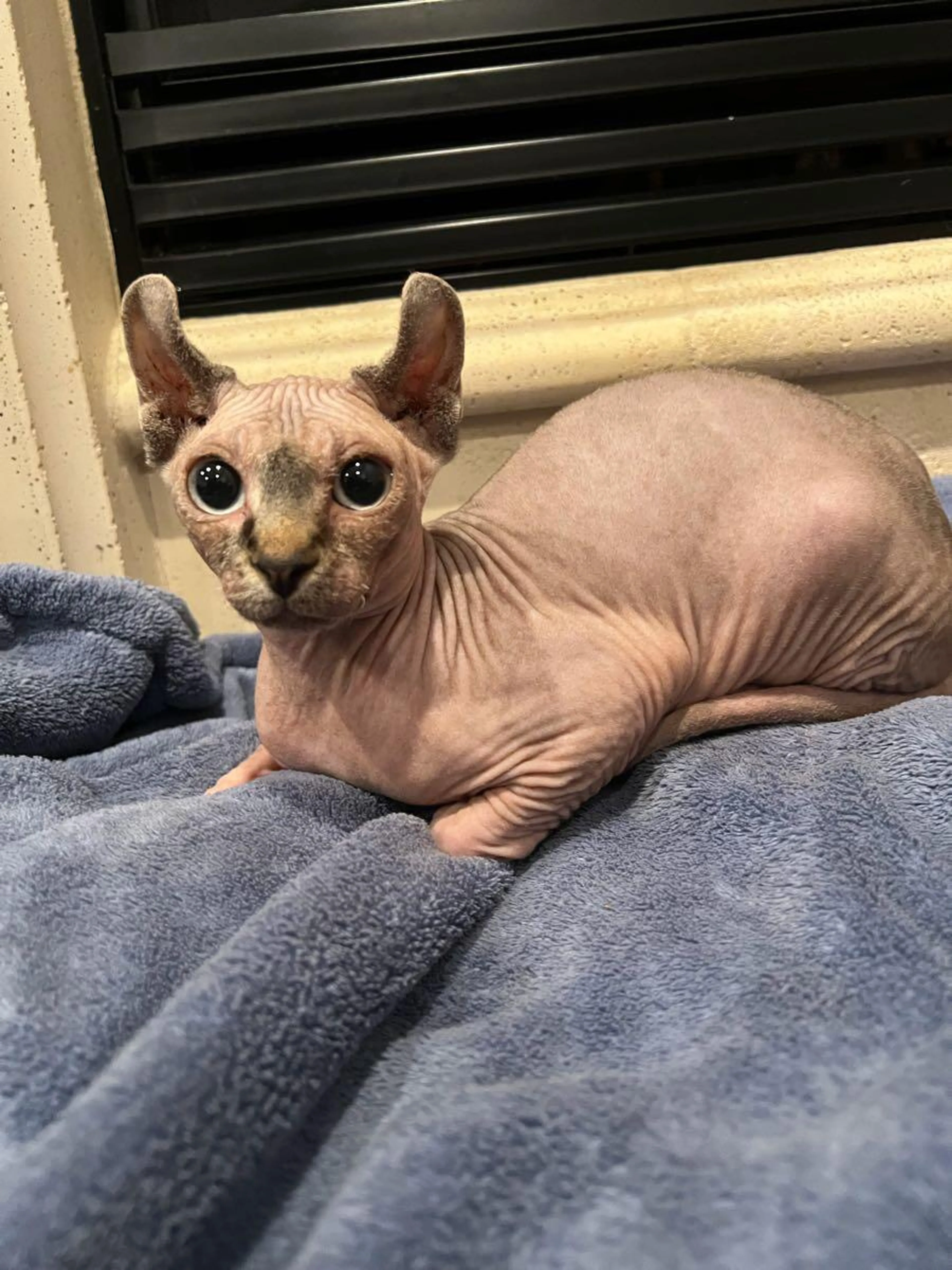 Lost pet